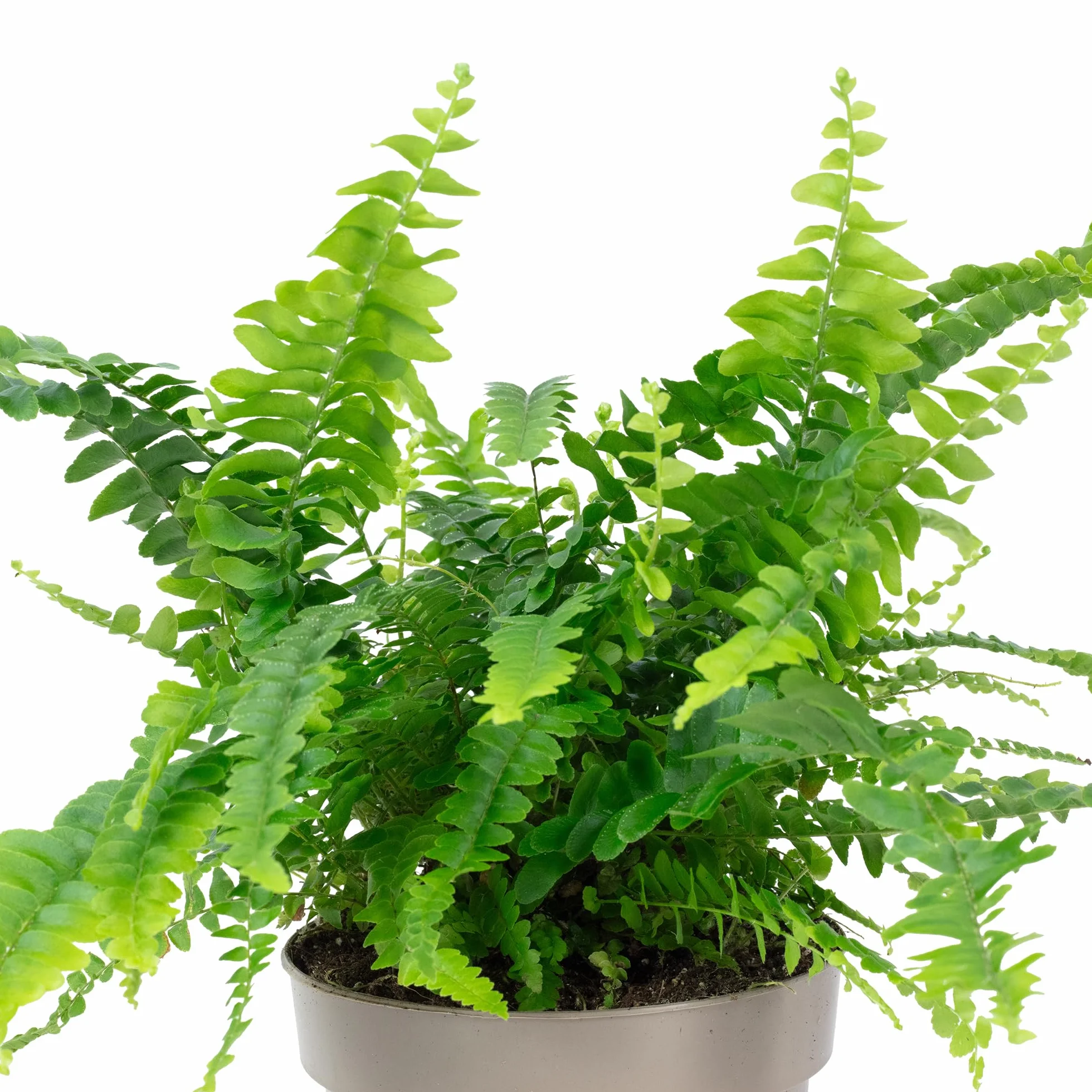 Paproć mieczowa "Green Lady" – prawdziwa roślina pokojowa, Nephrolepis – wysokość ok. 35 cm, średnica doniczki 12 cm