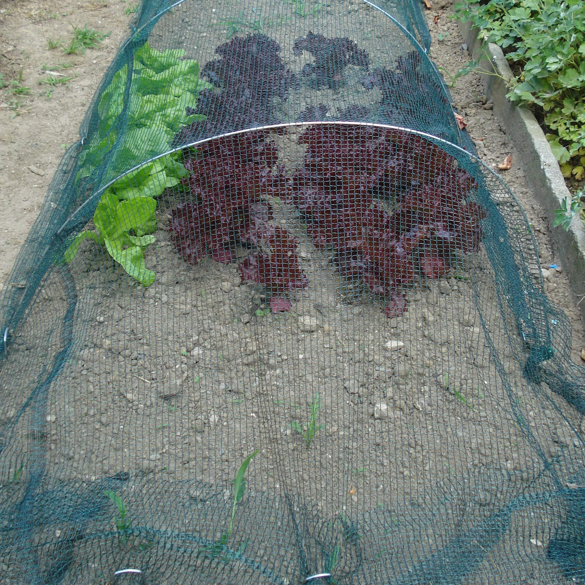 Tenax 4,00x10 m, Zielony, 4,00 x 10 m