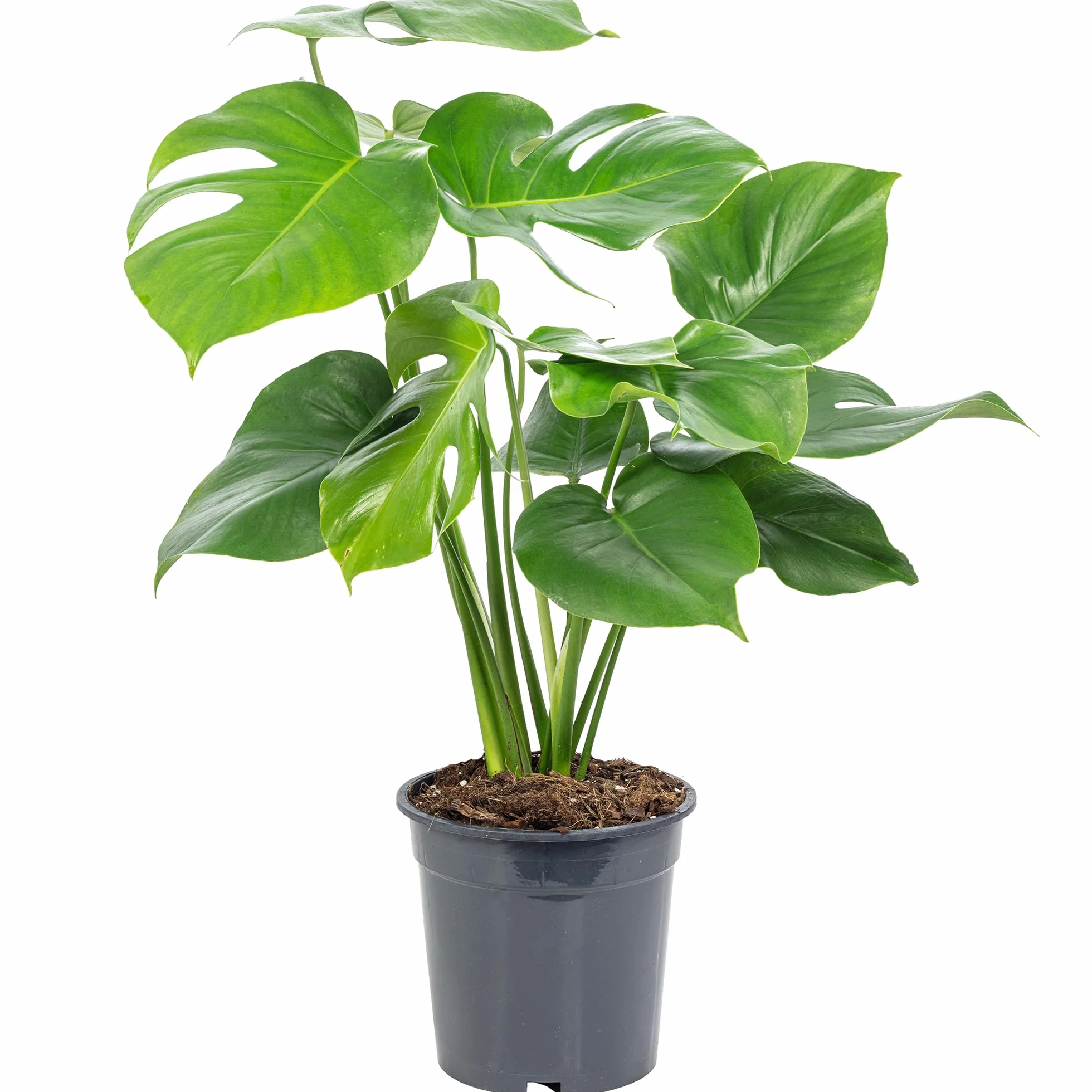 Skrzydło okienne - łatwa w pielęgnacji roślina pokojowa, Monstera Deliciosa - wysokość ok. 75 cm, średnica doniczki 19 cm
