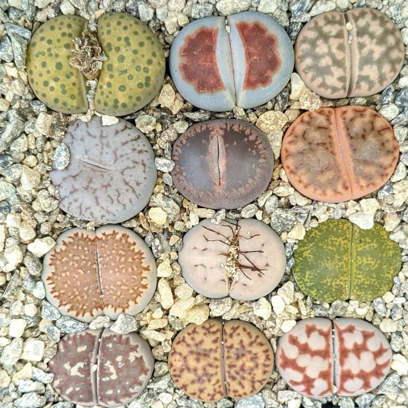 SUNNYPLANTS Lithops mieszanka roślin, rzadkie sukulenty żywe kamienie (10)