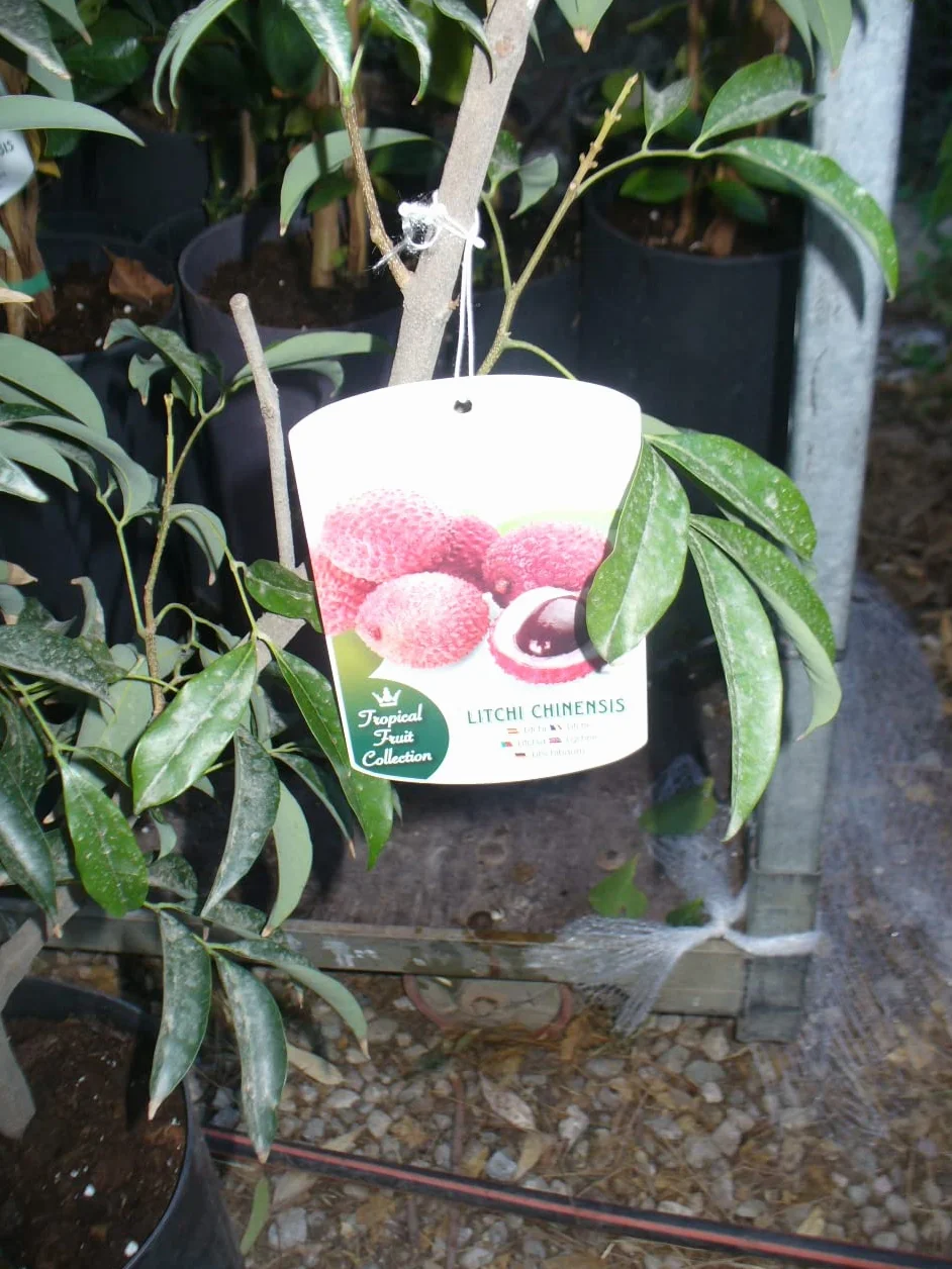 Litchi chinensis drzewo liczi młode