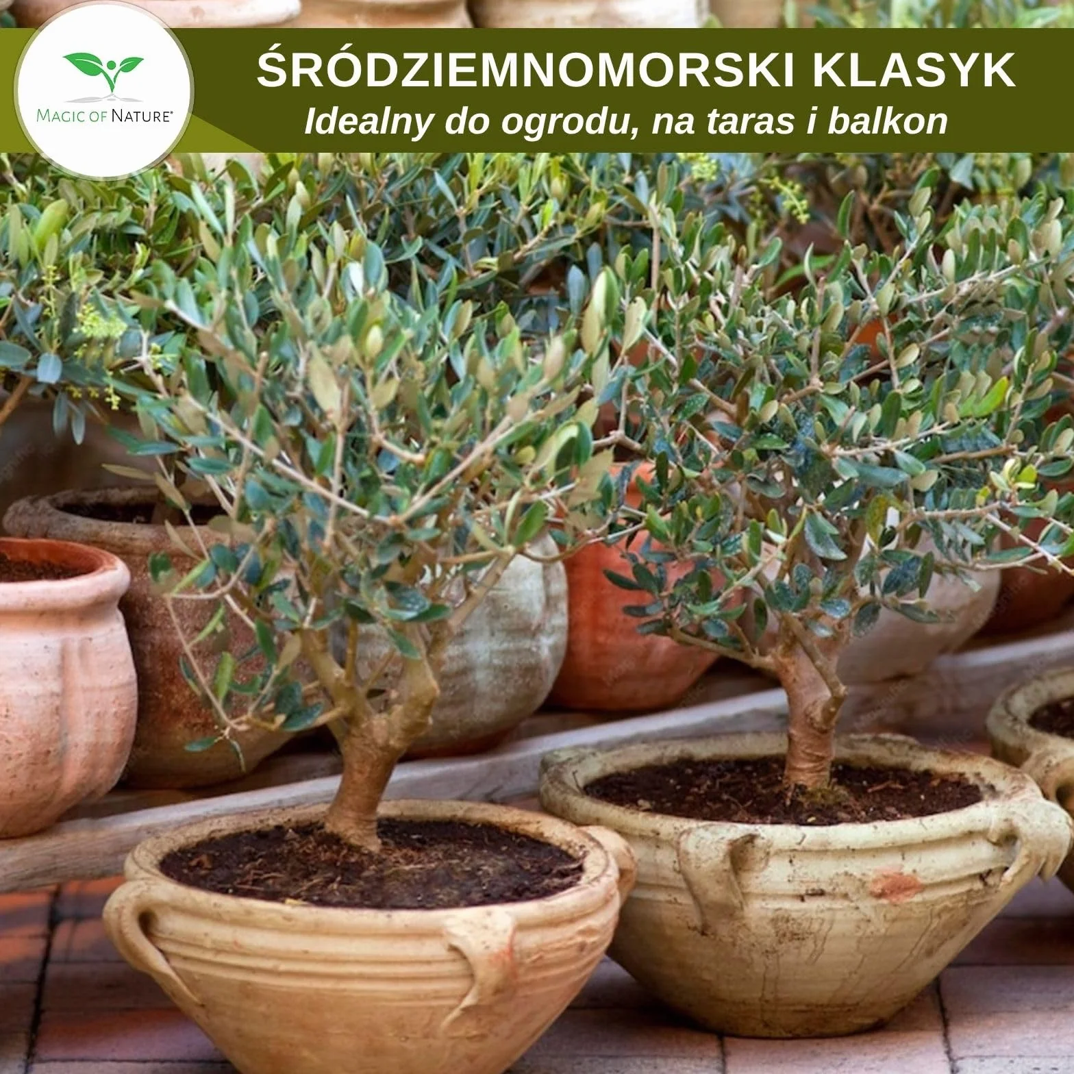 Nasiona Oliwki Olea europaea 10 Szt. Drzewko Śródziemnomorskie do Ogrodu Bonsai