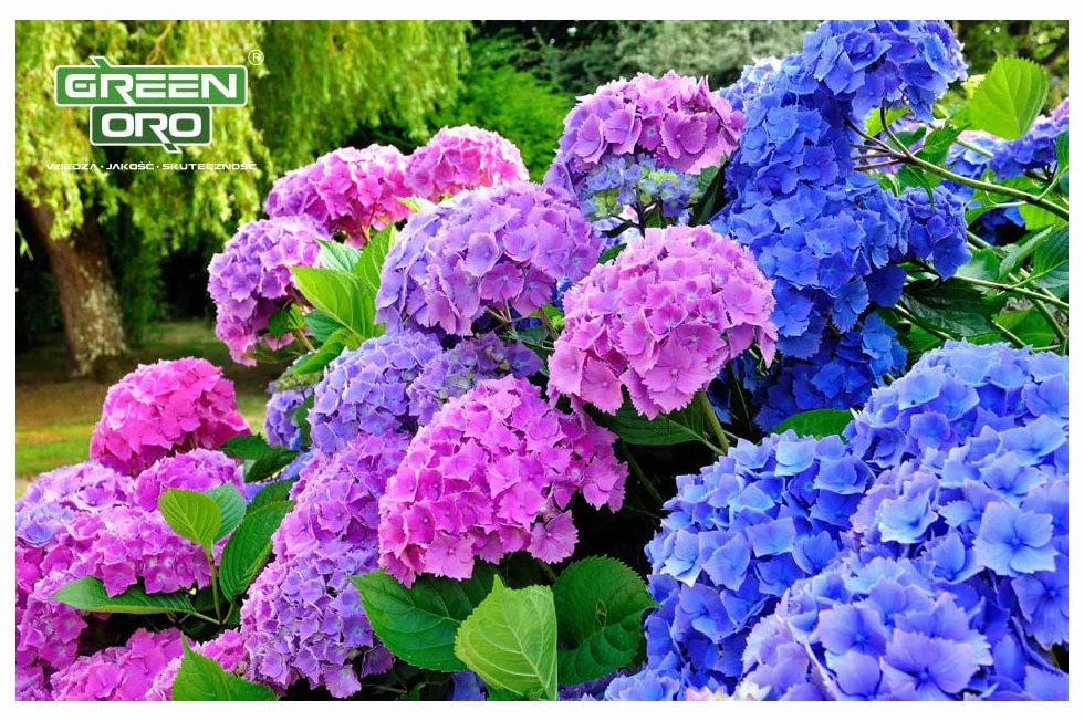 FLOWERS ACID 24KG - Długodziałający nawóz do hortensji i roślin kwasolubnych.