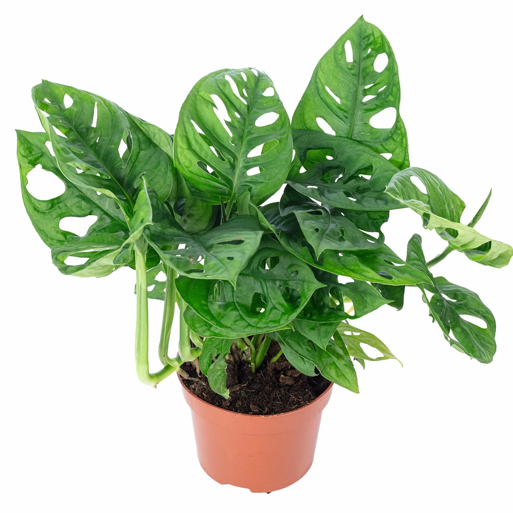Monstera Monkey, łatwa w pielęgnacji roślina pokojowa, wysokość około 25 cm, średnica doniczki 12 cm