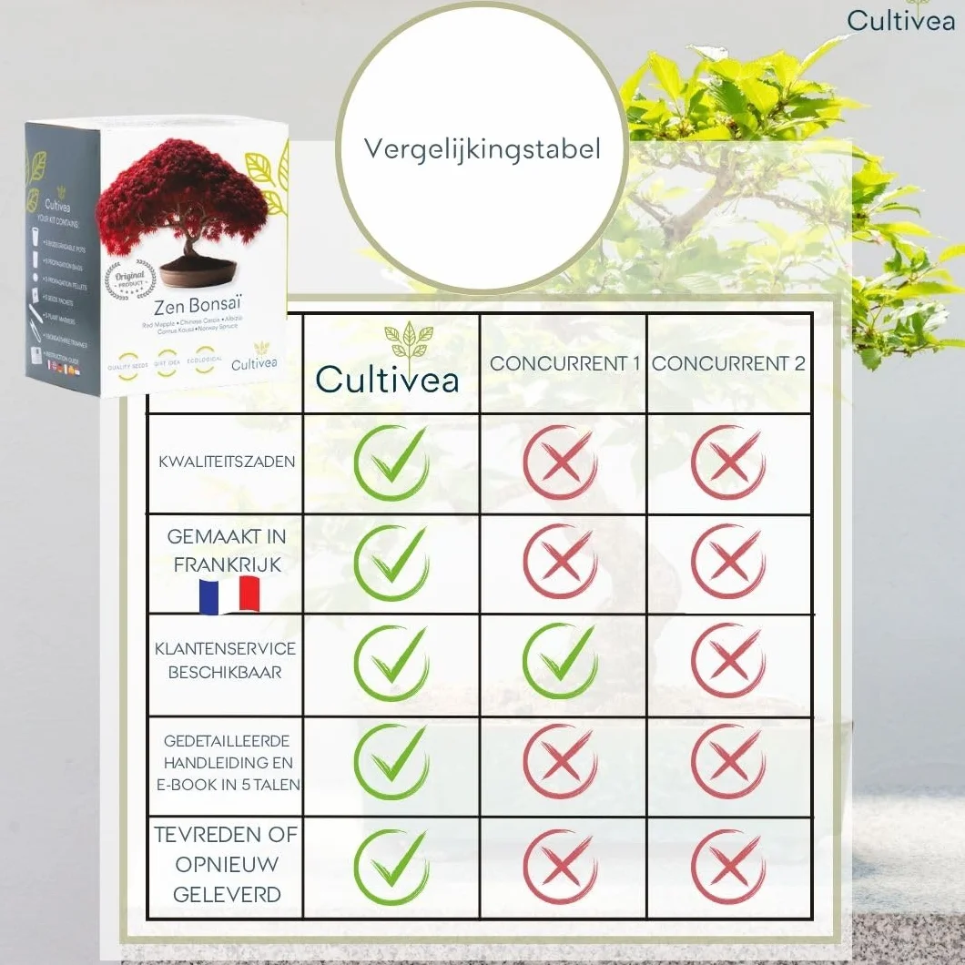 Cultivea Mini zestaw bonsai gotowy do uprawy - ogród i dekoracja - pomysł na prezent (czerwony klon, chiński Cercis, Juniperus, Liquidambar, świerk pospolity