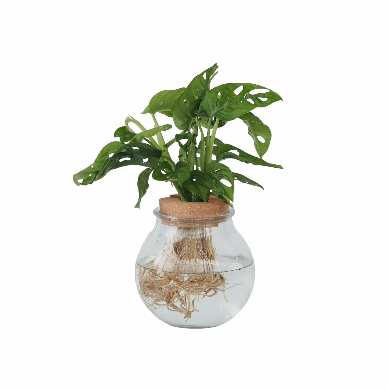 Plant in a Box - Monstera Monkey Mask w szkle - Dziurawa roślina - Hydroponika - Roślina doniczkowa w wodzie