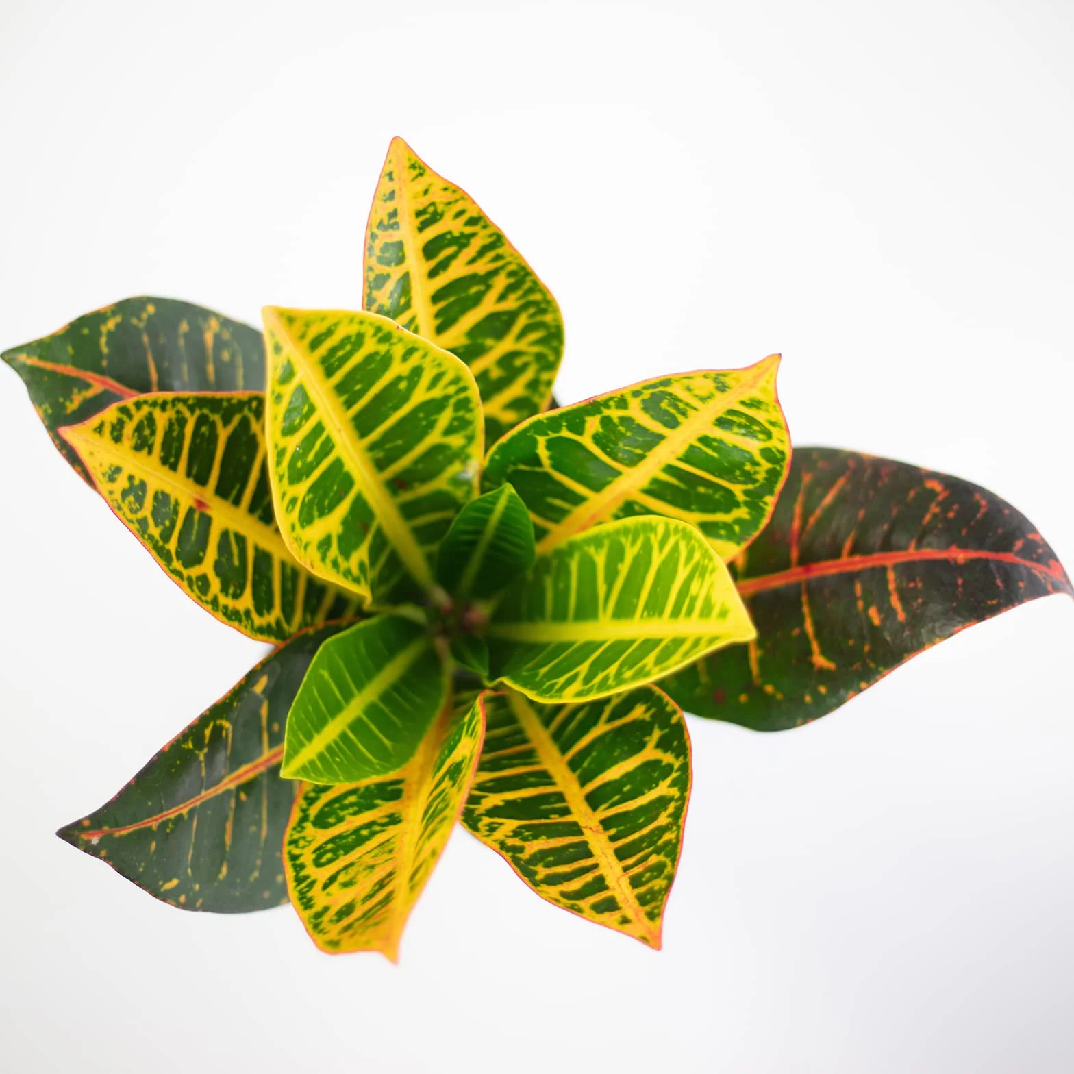 Codiaeum Petra krzew 40 cm doniczka 13 cm roślina pokojowa