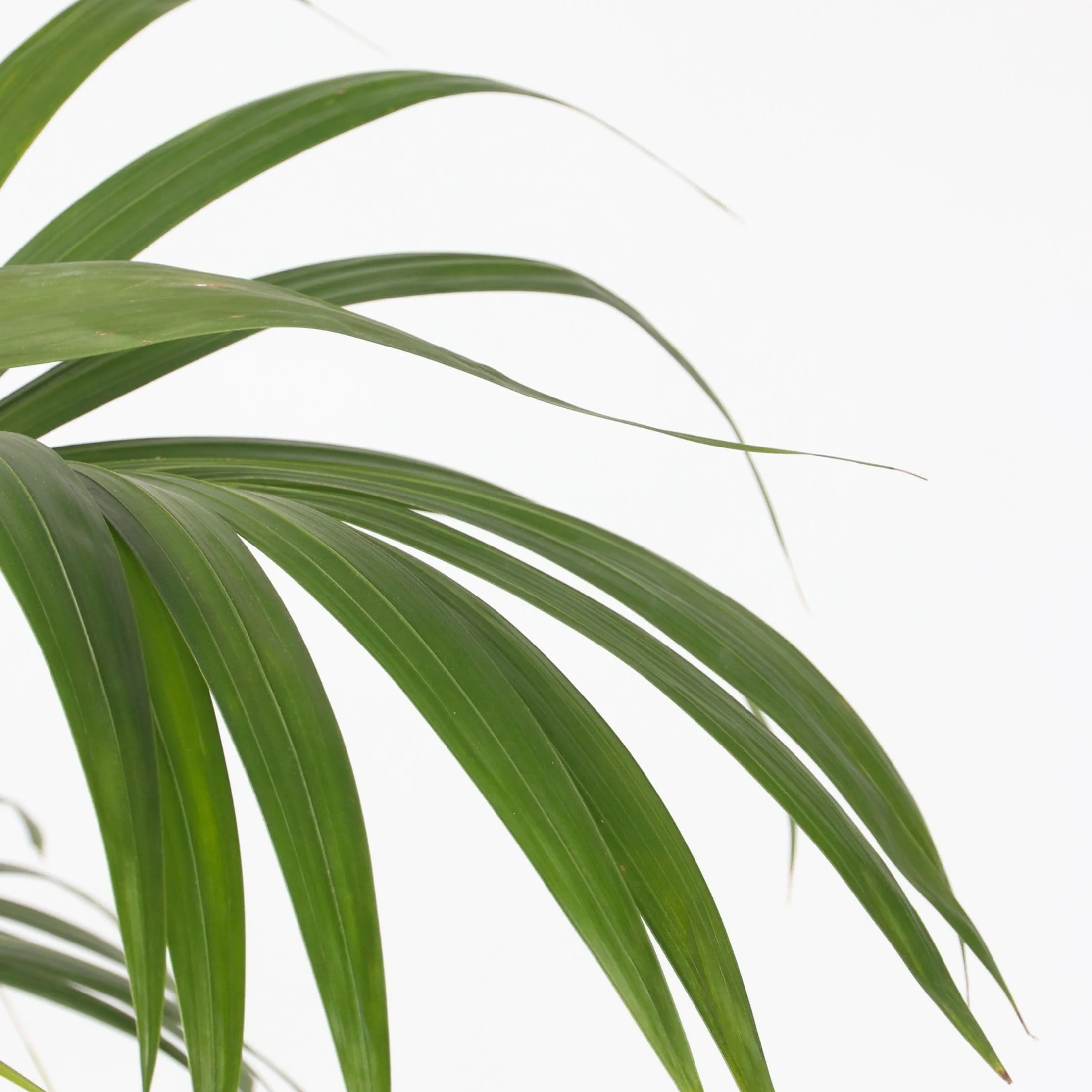 Howea Forsteriana Kentia Palma 18cm 90-100cm Roślina Domowa