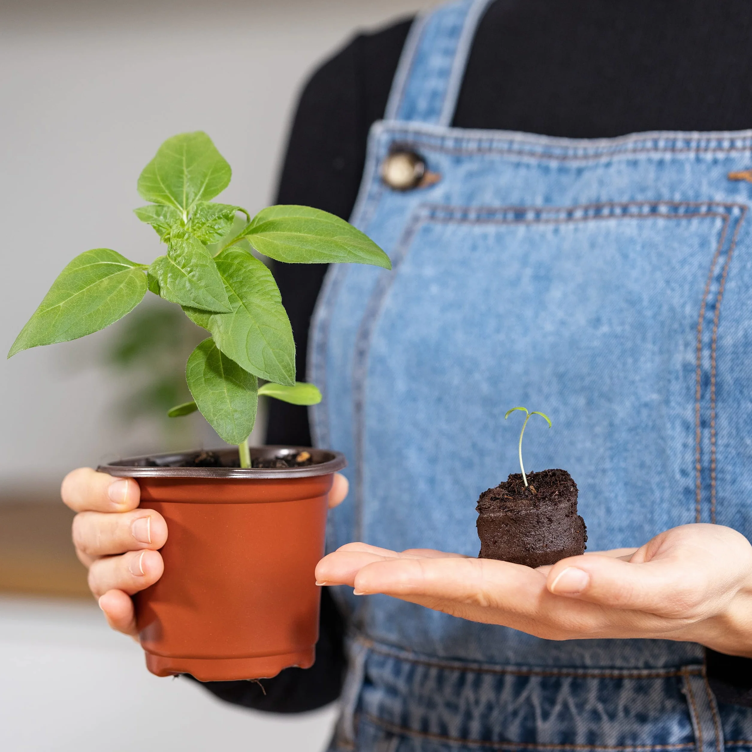 OwnGrown Tabletki kokosowe 40 sztuk ziemia kokosowa prasowana do uprawy roślin bez torfu
