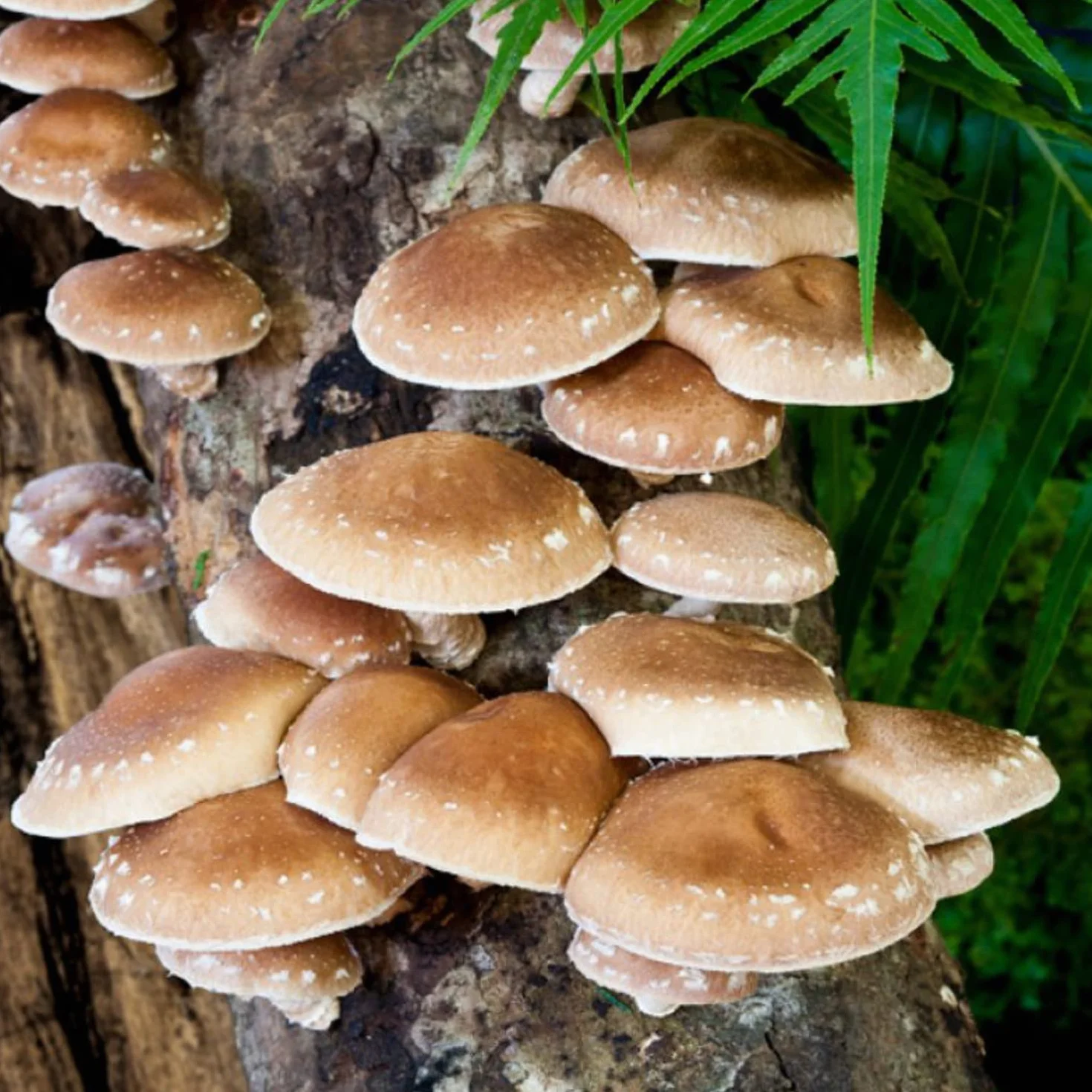 Hawlik Pilzbrut Zaszczepiacz grzybów - uprawiaj grzyby Shiitake na drewnie i pniach drzew - łatwo uprawiaj świeże grzyby - 20 kołków grzybowych z grzybnią do uprawy na brązowym drewnie