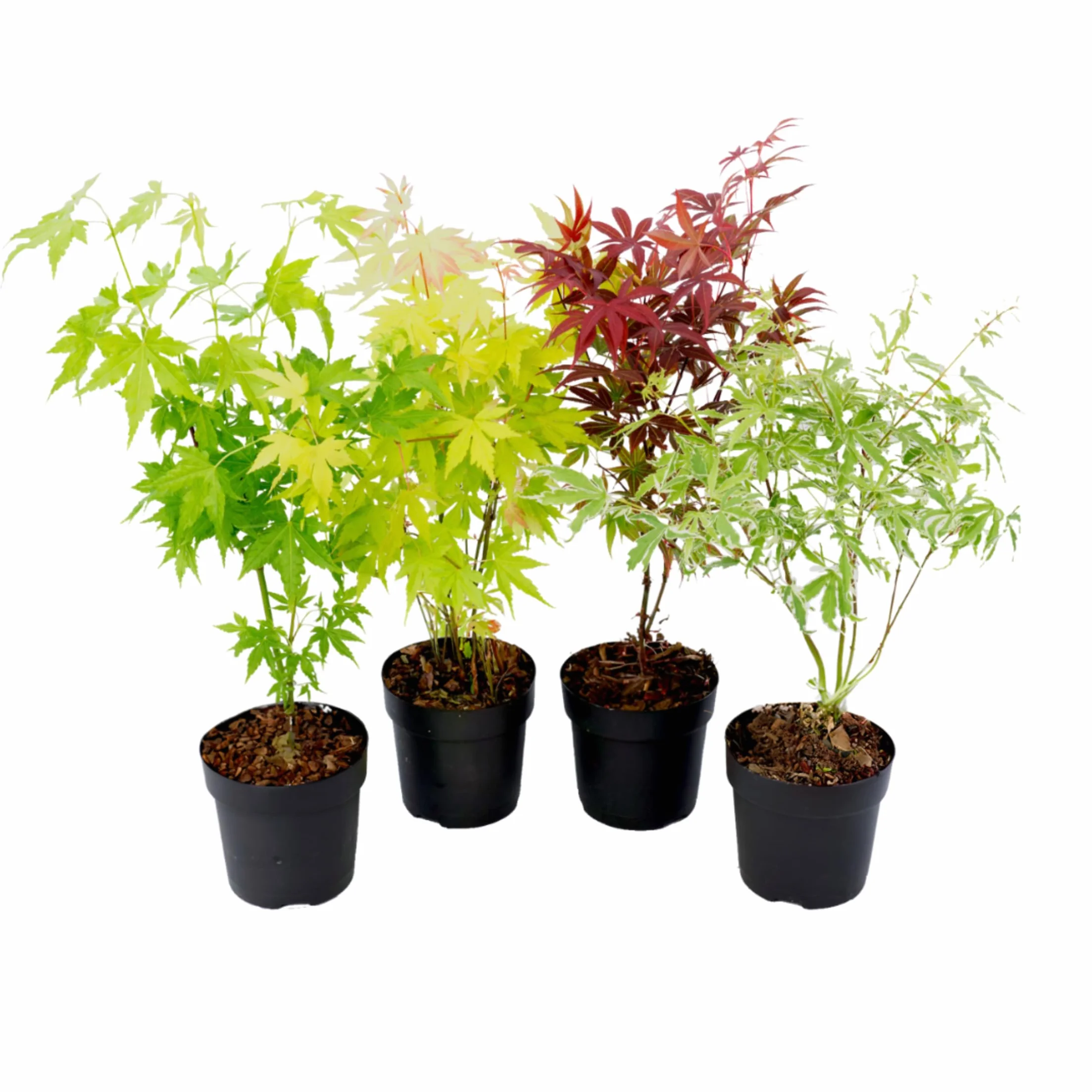 Zestaw 4 Klonów Japońskich Acer palmatum Atropurpureum Going Green Orange Dream Butterfly 10,5cm 25-40cm