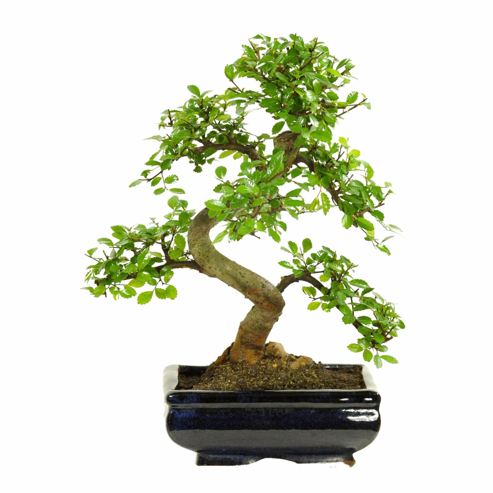 Drzewko Bonsai z Ceramiczną Doniczką - Ligustrum, Ficus, Carmona, Podocarpus, Wiąz Chiński - Ok. 6-9 lat (Rozmiar doniczki 20 cm)