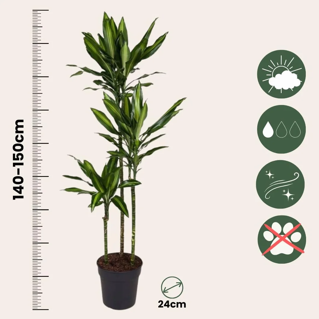 Dracaena fragrans 'Cintho' Smocze drzewo Doniczka 24cm Wysokość 140-150cm