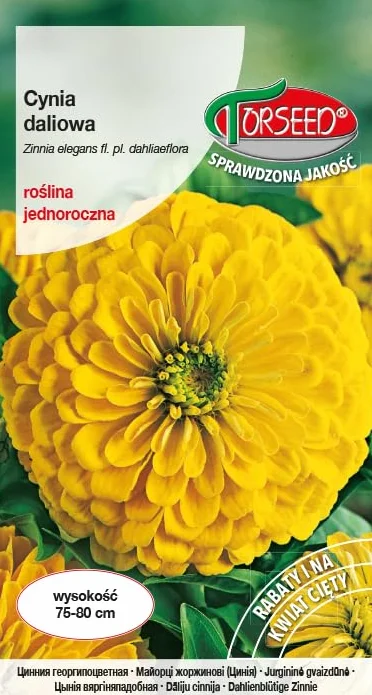 Golden Glow eleganckie nasiona cyni – promiennie żółte kwiaty, idealne do kwiatów ciętych i grządek ogrodowych, łatwe w uprawie, jednoroczne, osiągają 75-80 cm, wysiew marzec-maj (1 gram)