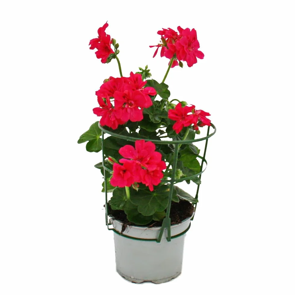 Pelargonium peltatum wisząca doniczka 12 cm zestaw 6 różowa