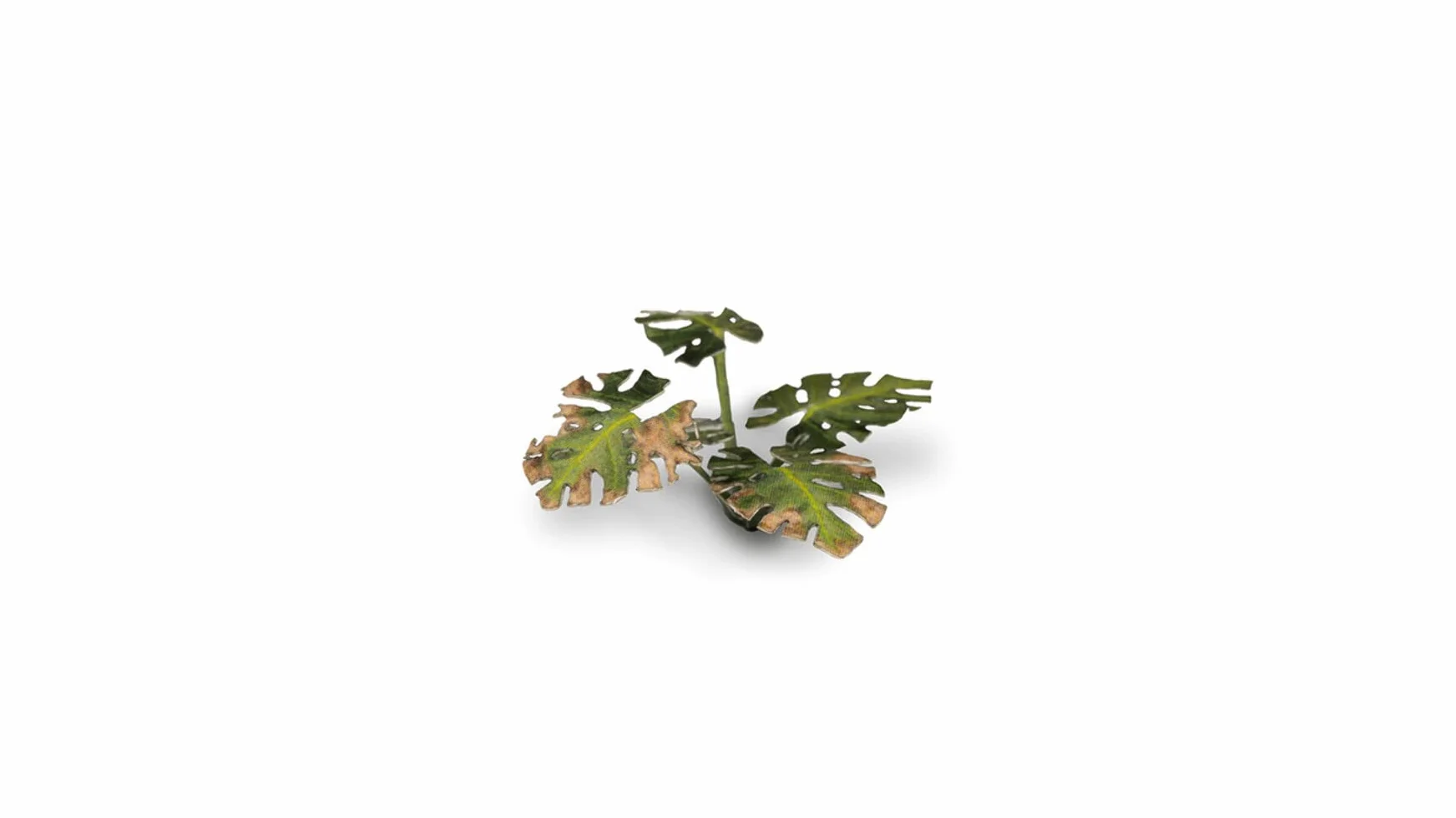 Gamers Grass Laser Plants Monstera