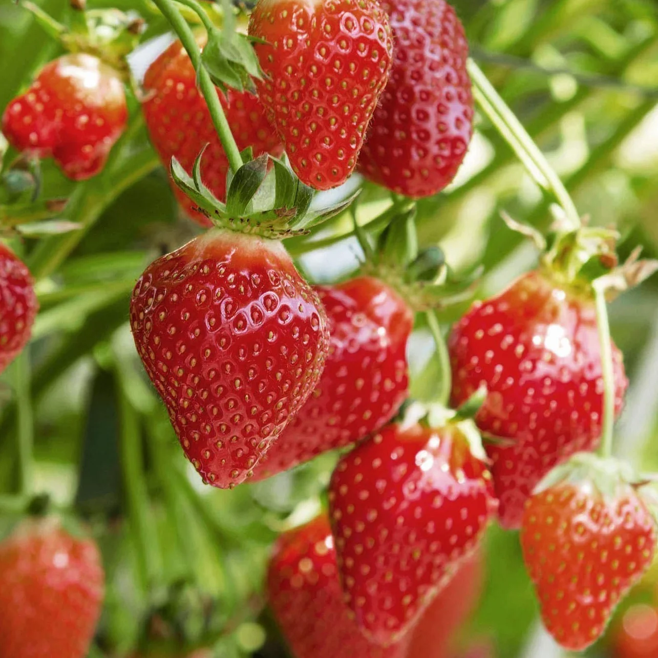 Wysokiej jakości nasiona truskawki, Minigardy gotowe do uprawy, w 100% naturalne, bez chemicznych rozmnażaczy lub inżynierii genetycznej, zawiera od 300 do 340 nasion