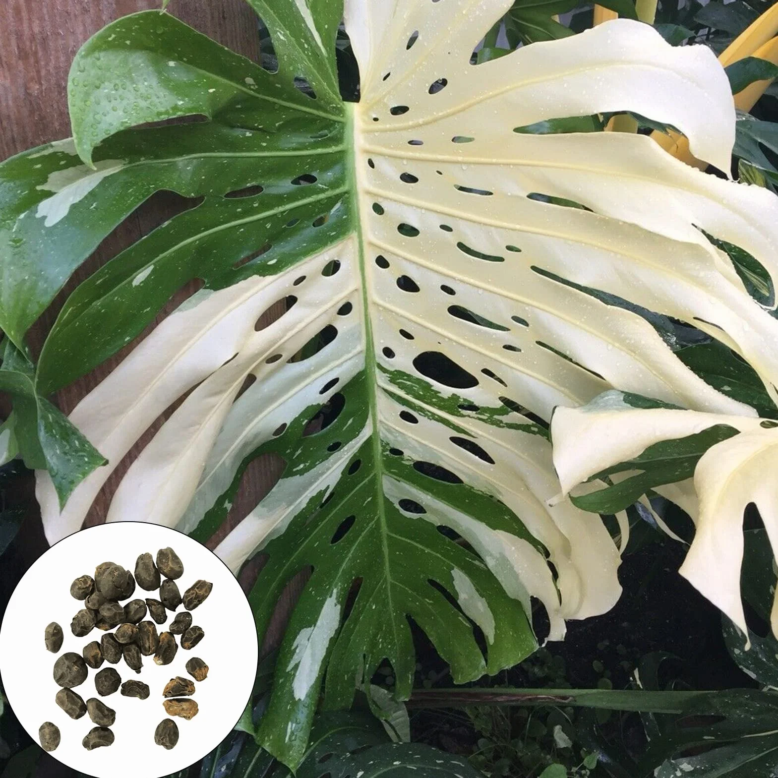 Nasiona Monstera Deliciosa 30 szt. Szybko rosnące Odporne na suszę Wysoka przeżywalność Łatwe kiełkowanie