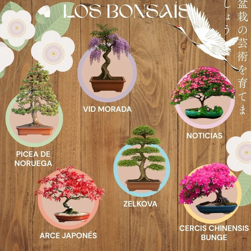 Louise & Gaston L&G zestaw bonsai do uprawy 6 nasion naturalnych