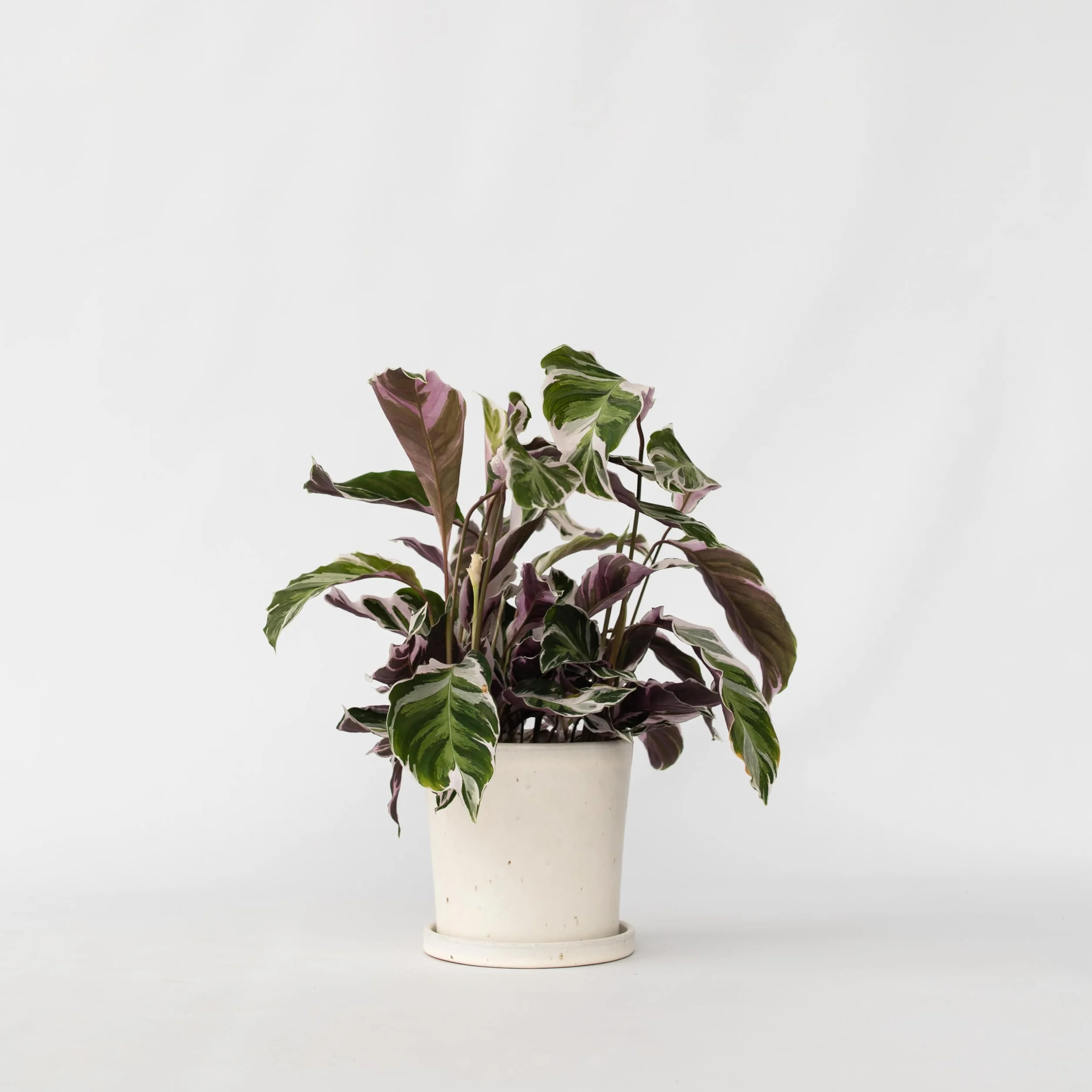 Calathea 'Fusion White' Kalatea 14cm 30-40cm