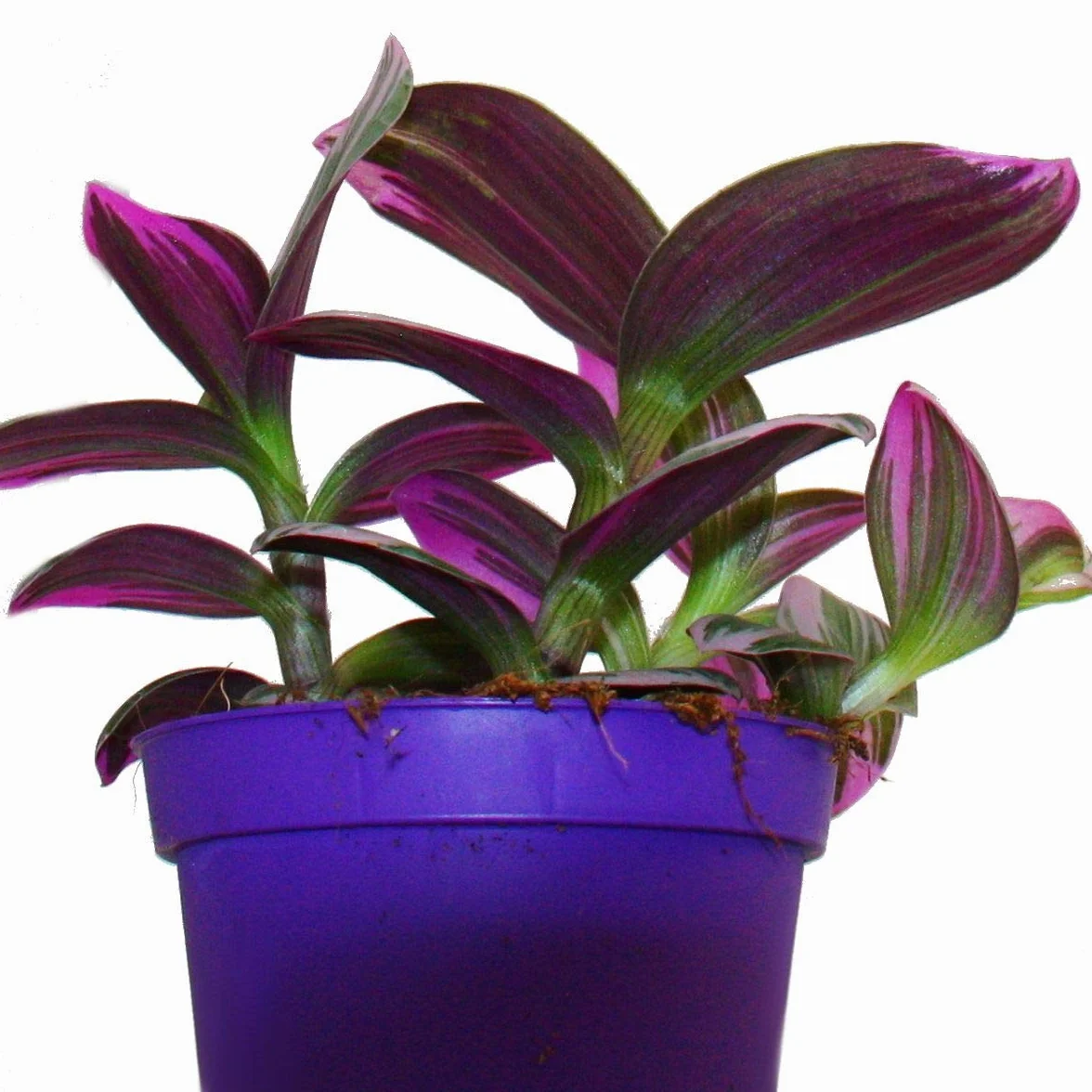 Exotenherz - Tradescantia "Nanouk" – łatwa w pielęgnacji wisząca roślina pokojowa – doniczka 9 cm – różowy