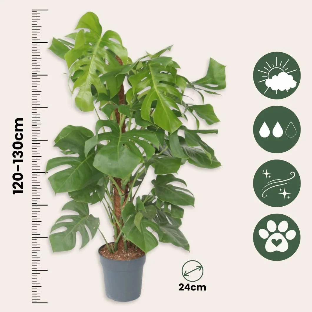 Plant in a Box - Monstera Deliciosa - Dziurawiec - Doniczka 24cm - Wysokość 120-130cm