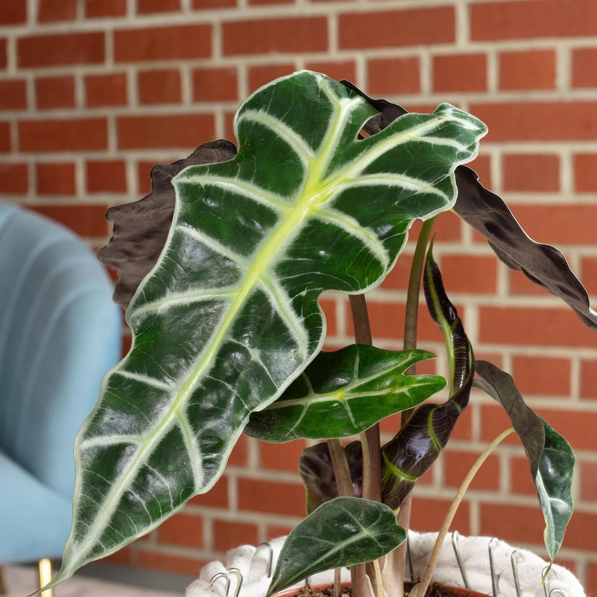 Arrow - prawdziwa roślina pokojowa, alocasia 'Polly' - wysokość ok. 25 cm, średnica doniczki 12 cm