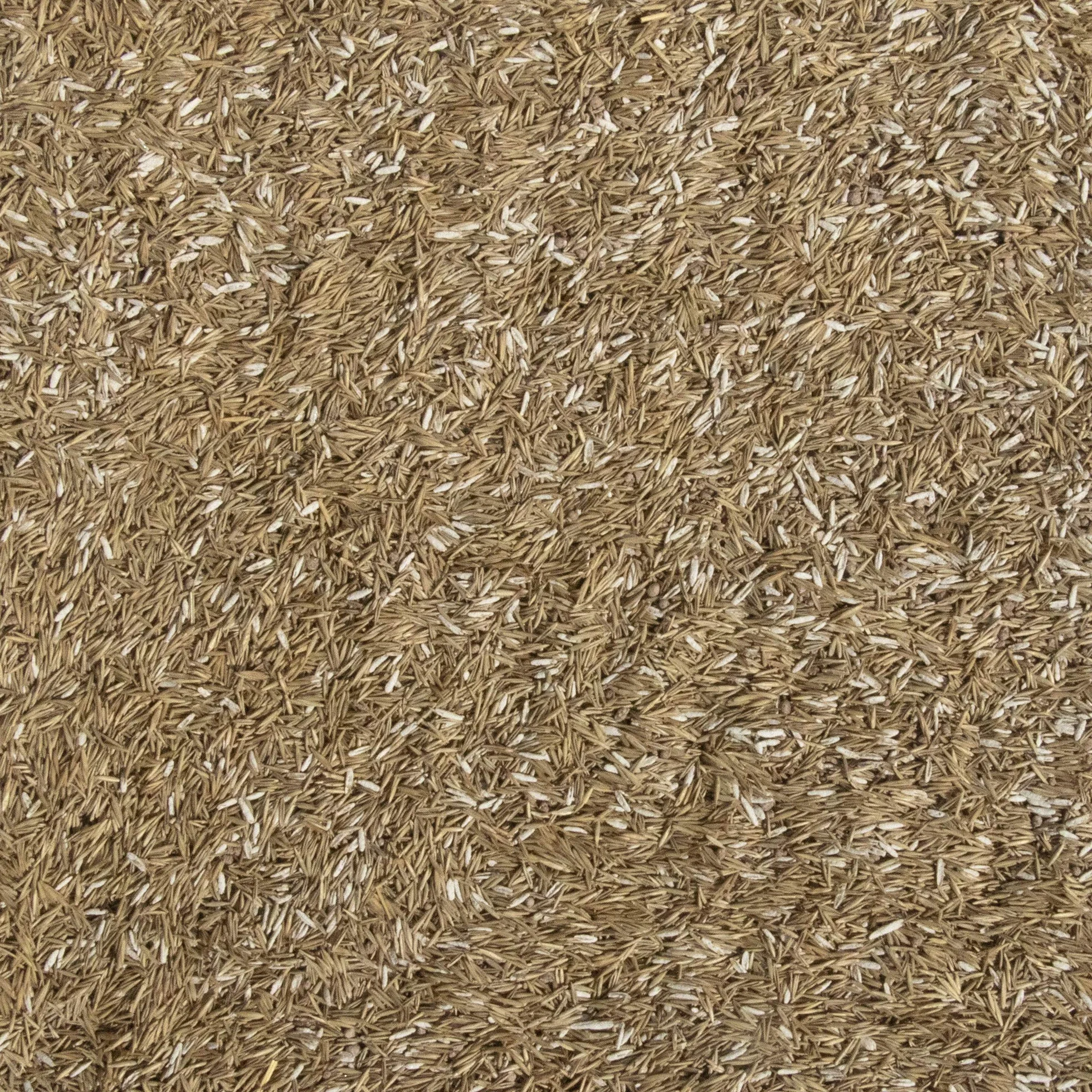 Westland Smart Seed mieszanka nasion trawy do cienia z nawozem startowym 500 g 20 m²