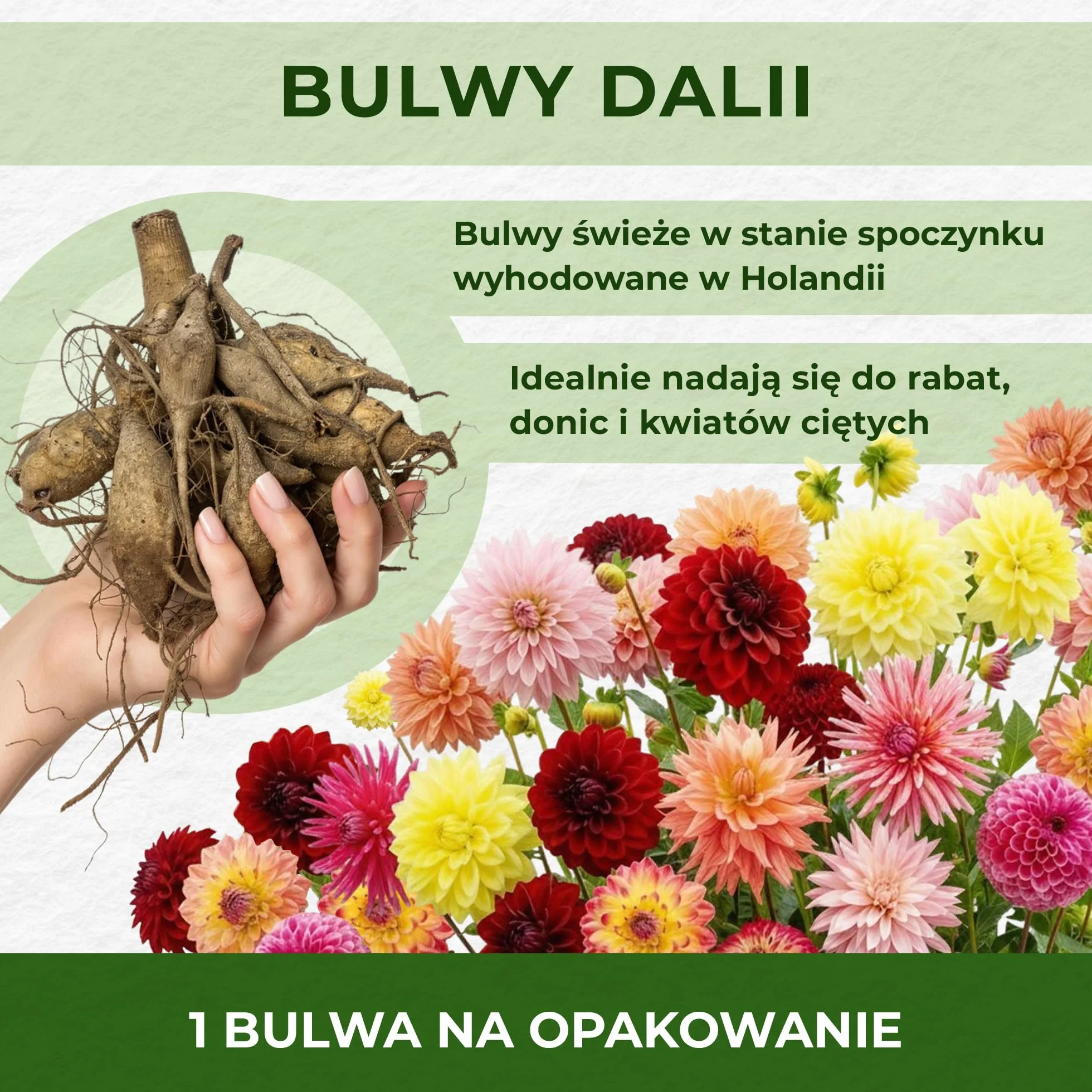 DinnerPlate Kolekcja olbrzymich bulw dalii, mieszanka 5 odmian cebul kwiatowych dalii z Holandii, prawdziwe duże rośliny dalii do ogrodu i doniczek (bez nasion, nie sztuczne i odporne)