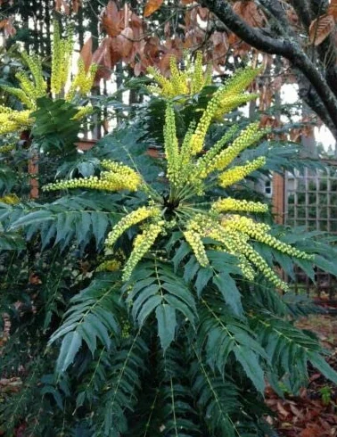Mahonia Japońska 10 Semi