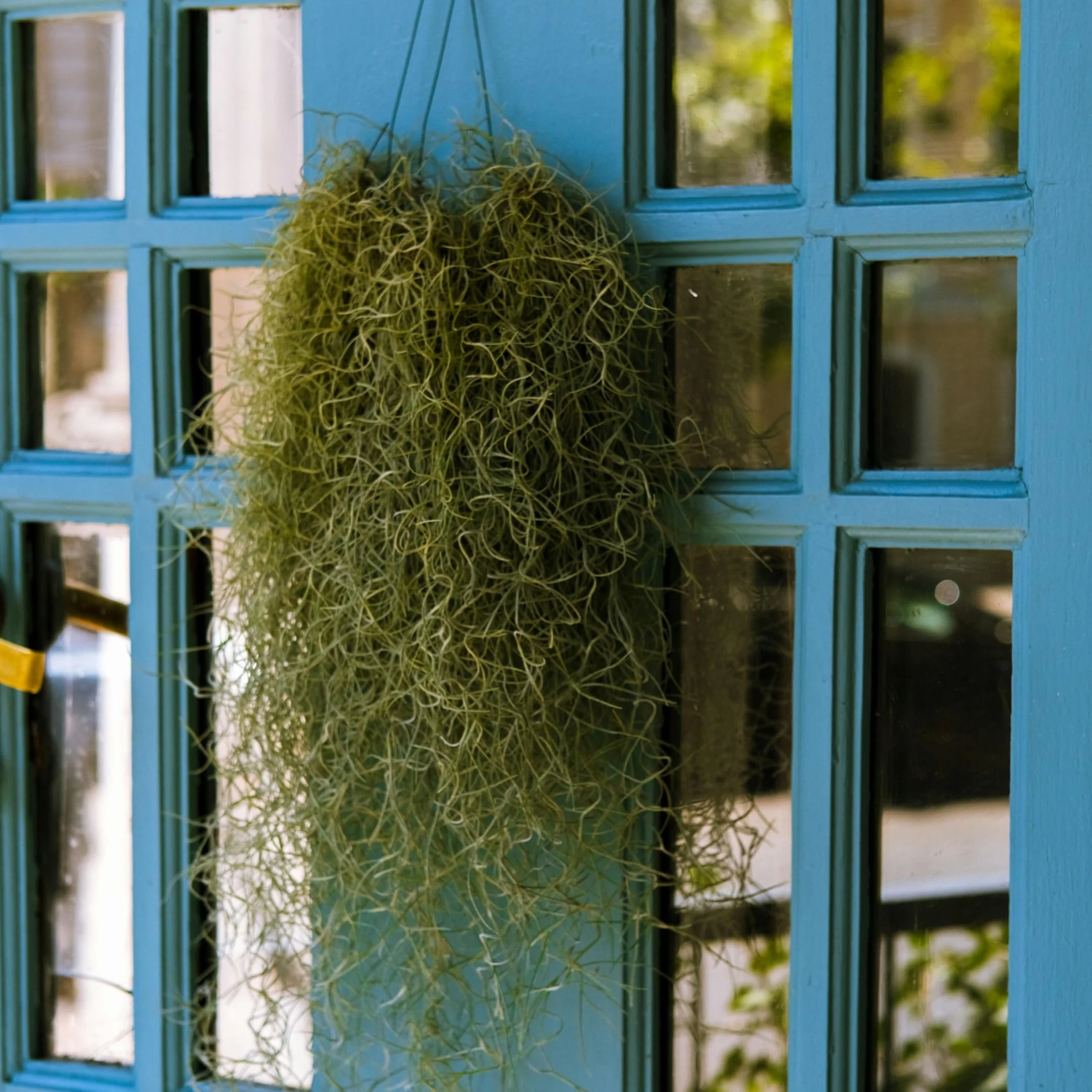 Plant in a Box -