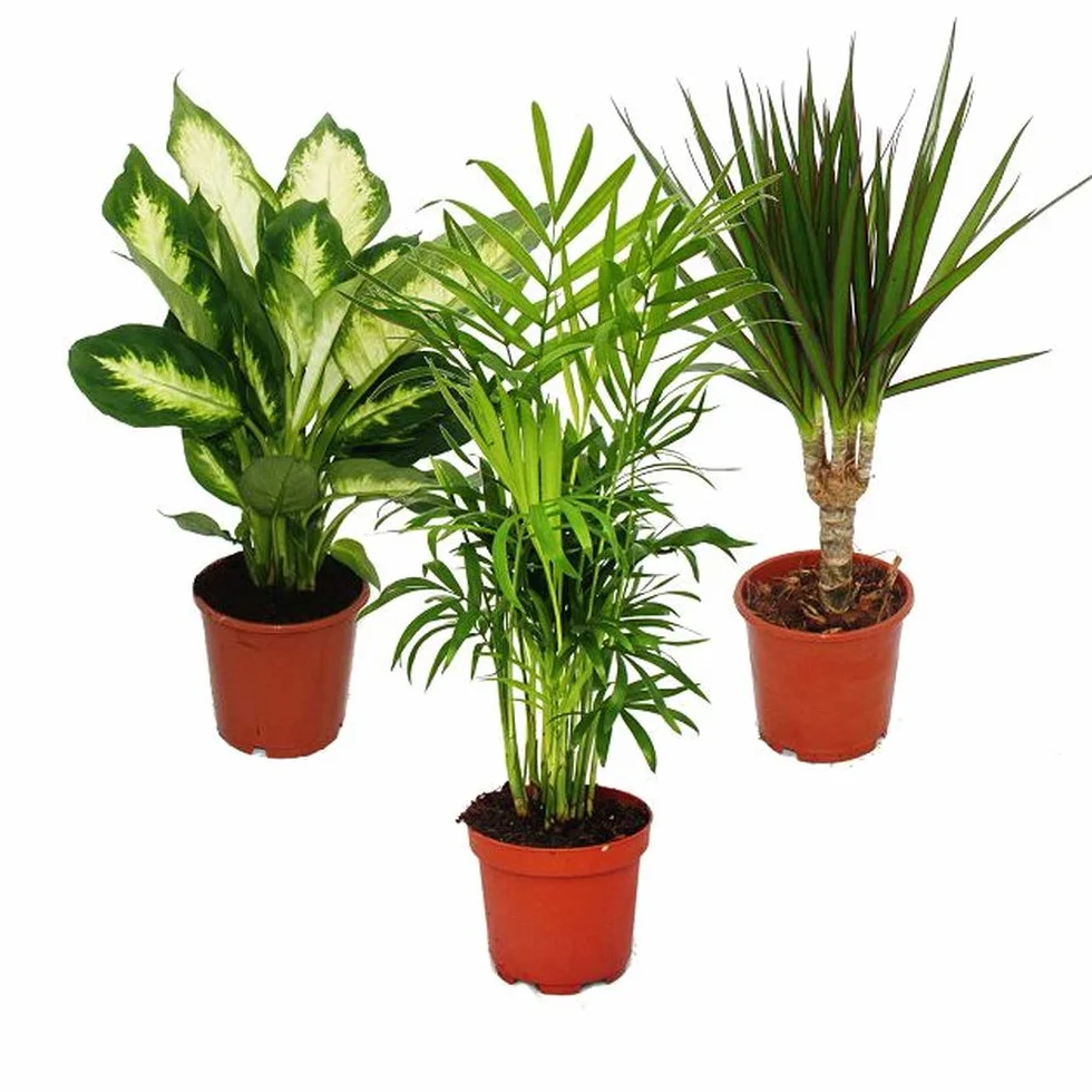 Exotenherz Zestaw roślin pokojowych Dieffenbachia Chamaedorrea elegans Dracaena marginata 3 rośliny doniczka 12 cm