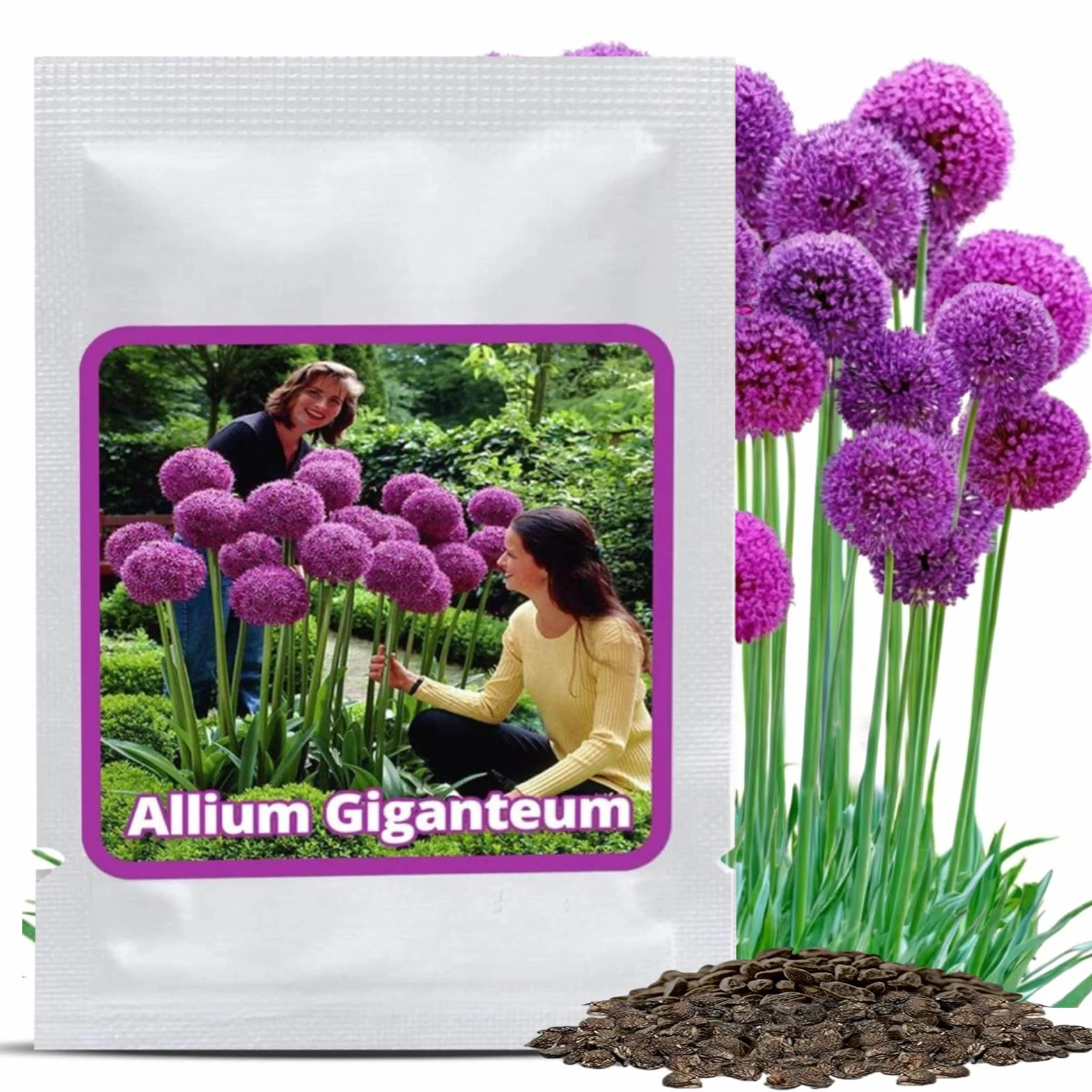 Magic of Nature Czosnek Olbrzymi Nasiona (30 szt.) Allium giganteum, mrozoodporny i wieloletni - Fioletowe kwiaty do 150cm do Twojego ogrodu