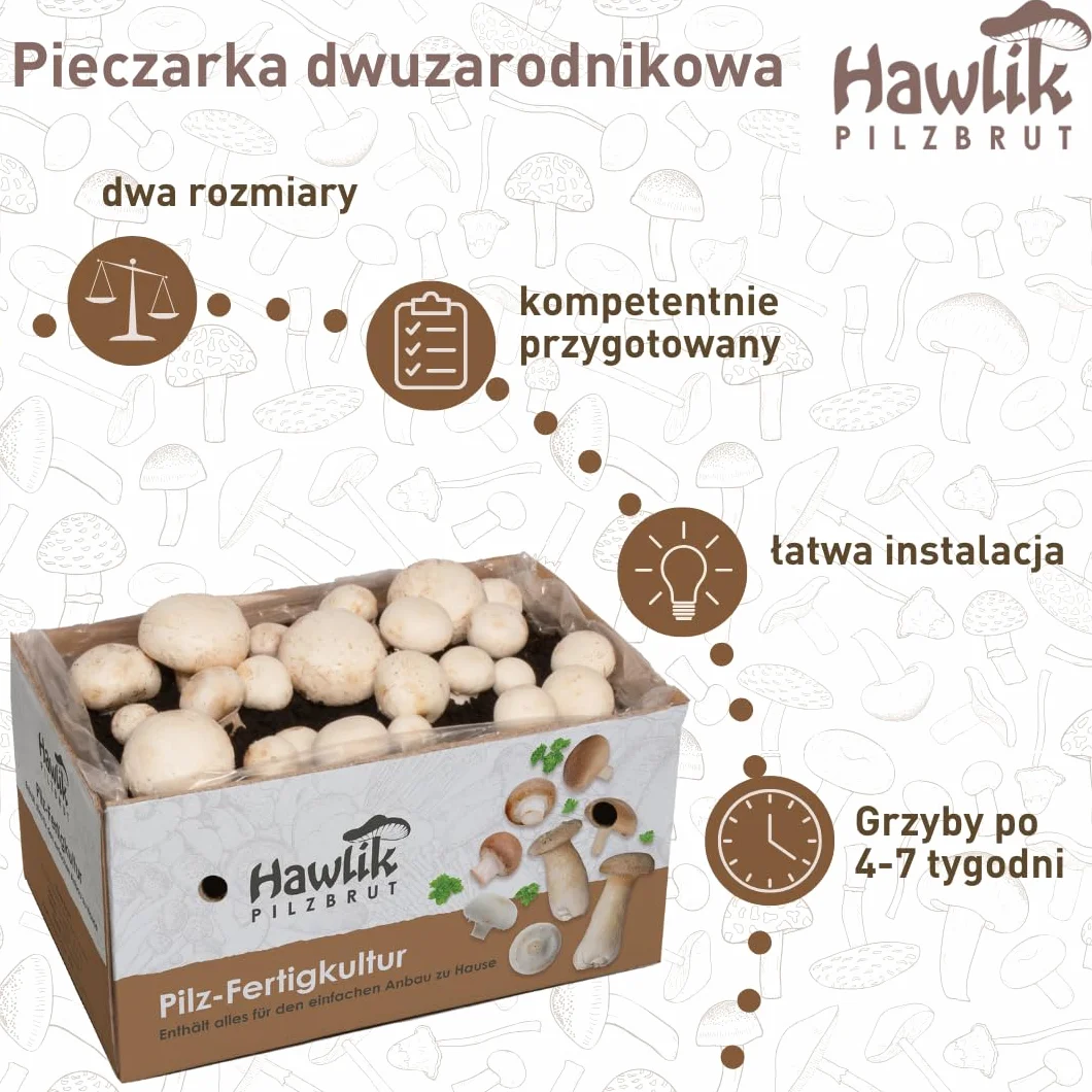 Hawlik Pilzbrut Grzybnia Duży zestaw do uprawy grzybów białych