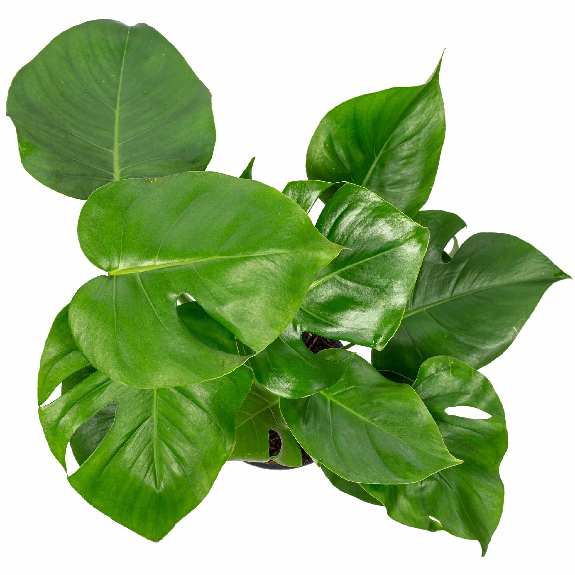 Skrzydło okienne - łatwa w pielęgnacji roślina pokojowa, Monstera Deliciosa - wysokość ok. 75 cm, średnica doniczki 19 cm