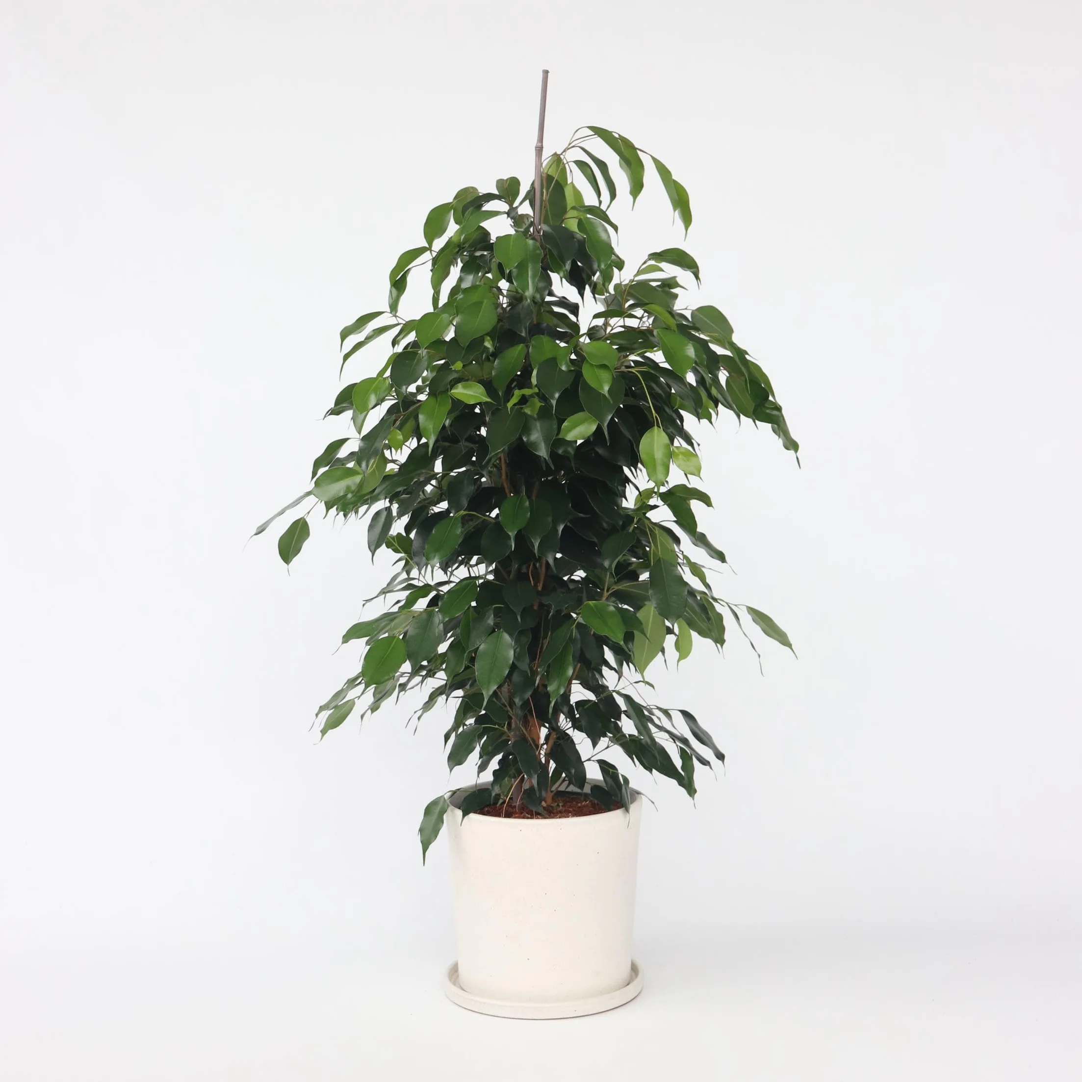 Plant in a Box - Ficus benjamina Danielle - Real Houseplant Large - Fiddle Plant - Doniczka 21cm - Wysokość 100-110cm