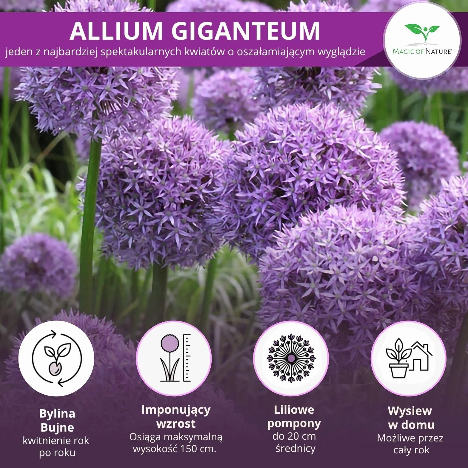 Magic of Nature Czosnek Olbrzymi Nasiona (30 szt.) Allium giganteum, mrozoodporny i wieloletni - Fioletowe kwiaty do 150cm do Twojego ogrodu