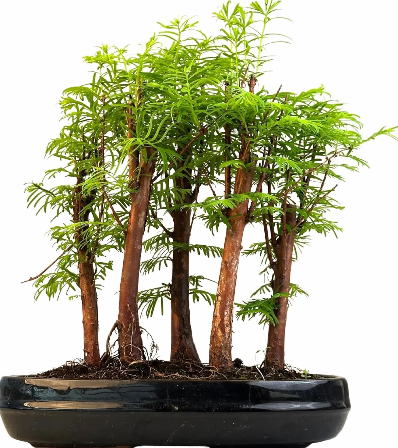 Bonsai las Metasequoia – żywy sekwoja w doniczce 25 cm, do użytku wewnątrz i na zewnątrz, rzadki pomysł na prezent, łatwa w pielęgnacji, roślina dekoracyjna do domu i biura