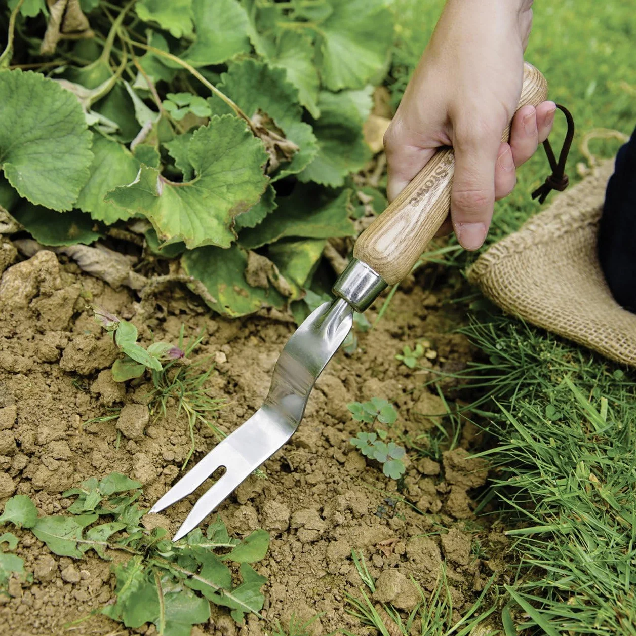 Kent & Stowe Ręczny wyrywacz do chwastów ze stali nierdzewnej do trawników i gruntów, do usuwania chwastów z drewna jesionowego, długość: 30 cm