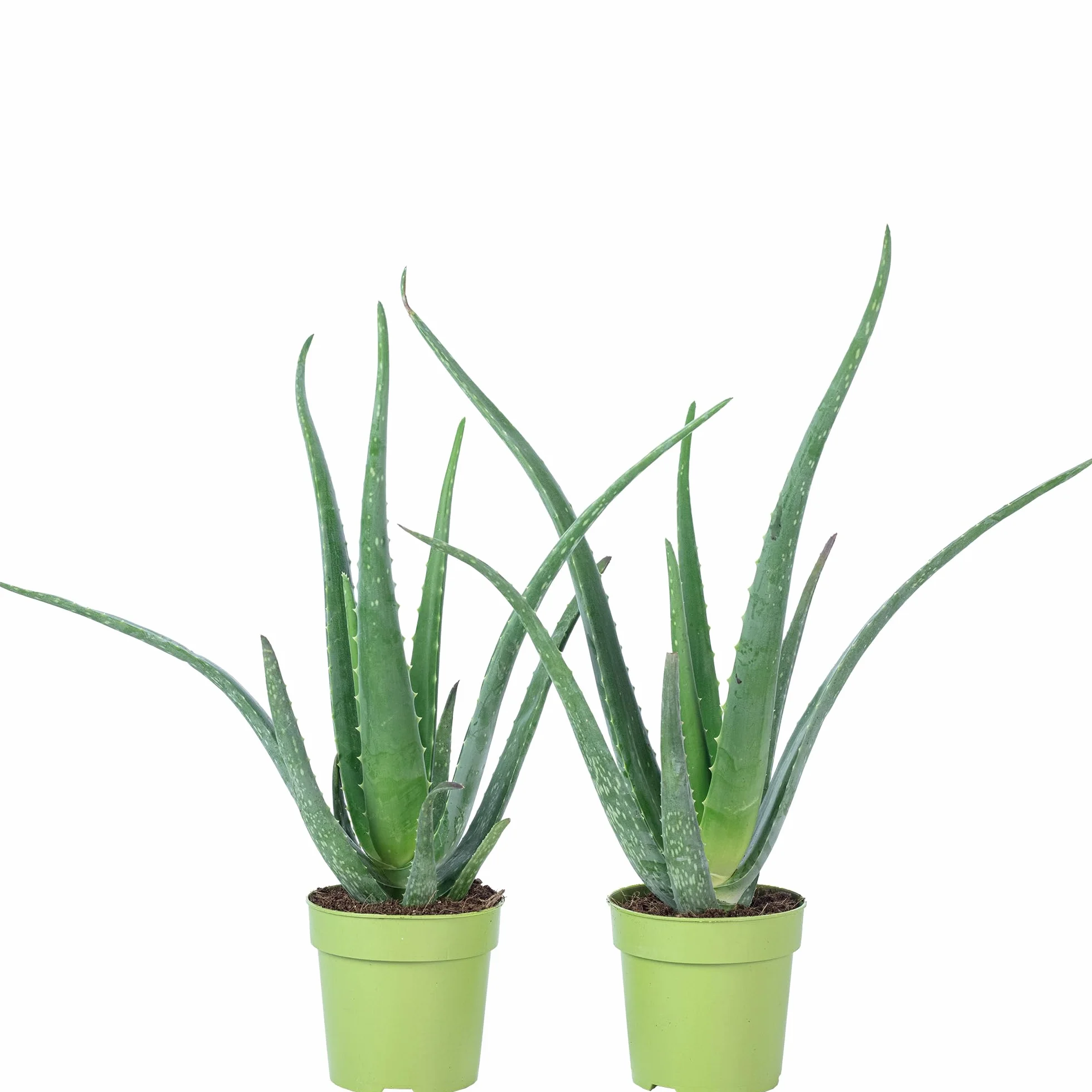 Zestaw 2 prawdziwych aloesów – łatwa w pielęgnacji roślina pokojowa, aloes zwyczajny – wysokość ok. 40 cm, średnica doniczki 12 cm