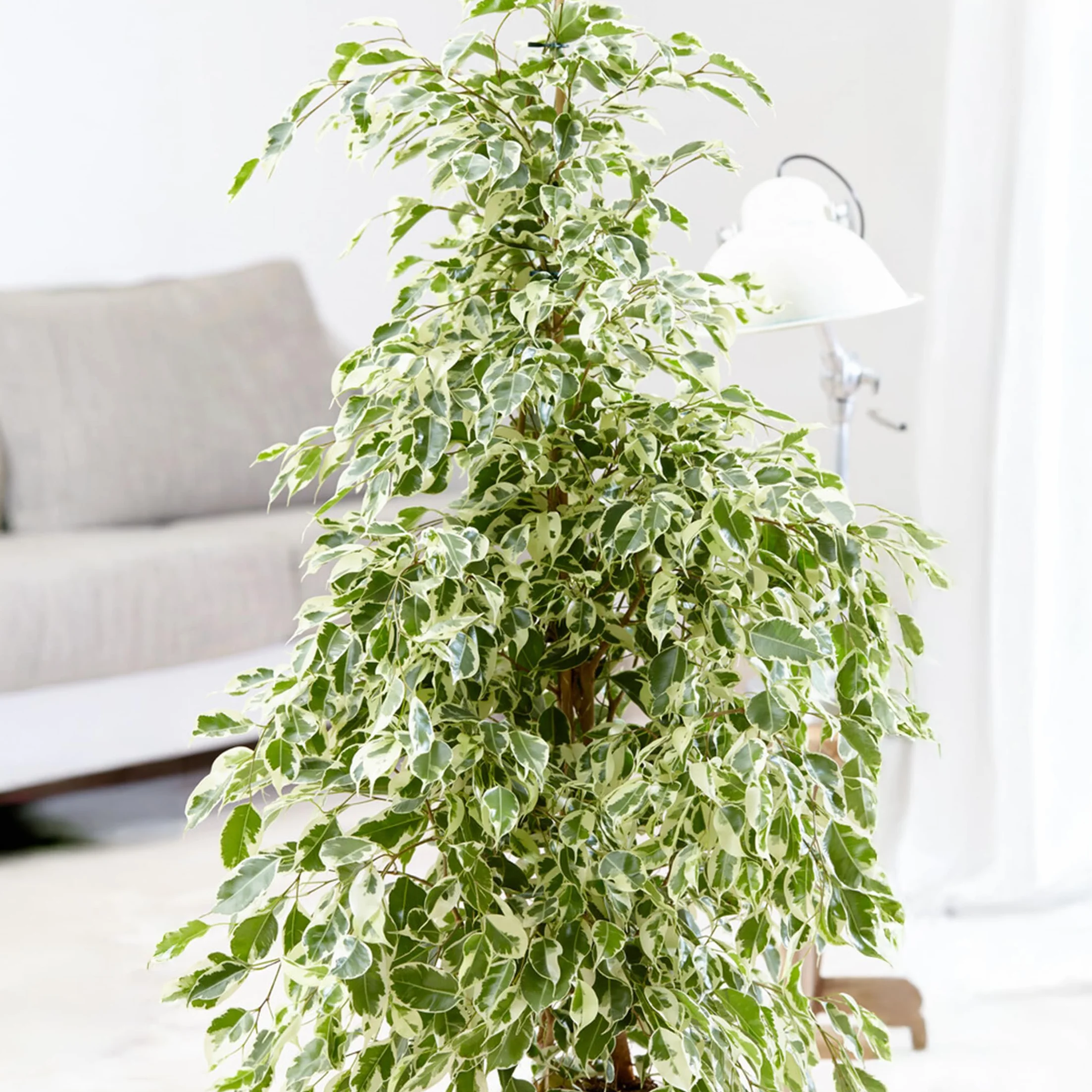Ficus Benjamina Twilight Roślina Doniczkowa 21cm 100-110cm