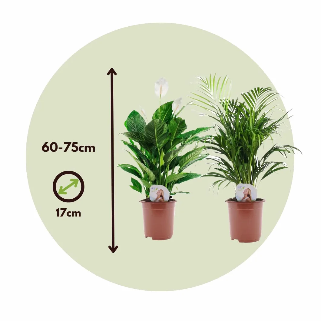 Plant in a Box Skrzydłokwiat Areca Zestaw oczyszczający powietrze Wysokość 60-75cm Doniczka 17cm