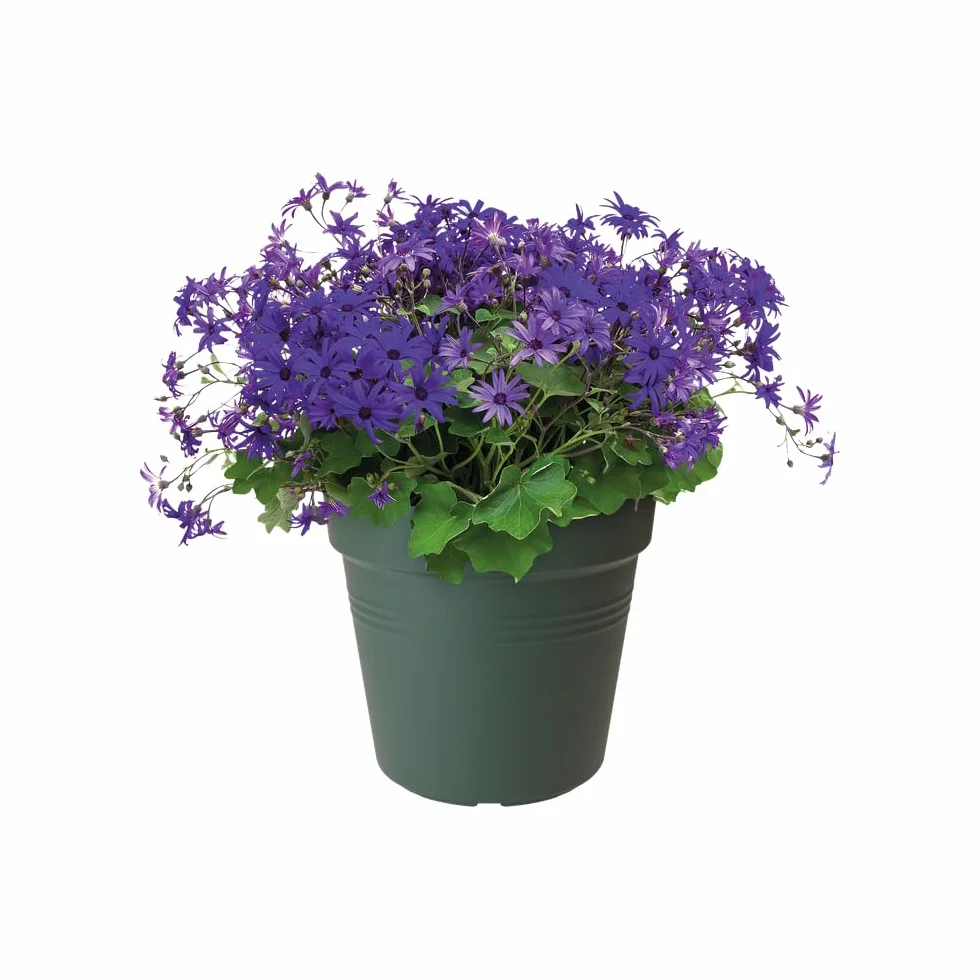 Elho Green Basics doniczka do uprawy 30 – garnek do uprawy i zbiorów – Ø 30,0 x wys. 27,7 cm – zielony/zielony liściasty