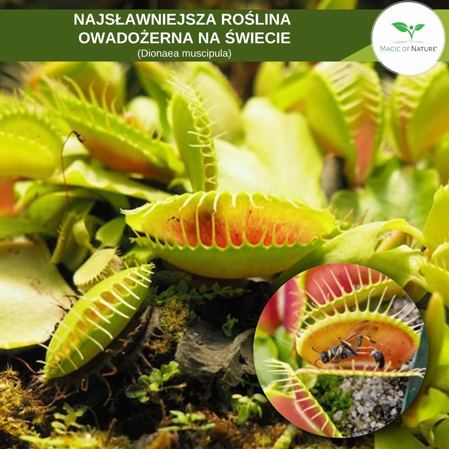 Dionaea muscipula Muchołówka amerykańska nasiona ok. 20 szt. Roślina owadożerna doniczkowa