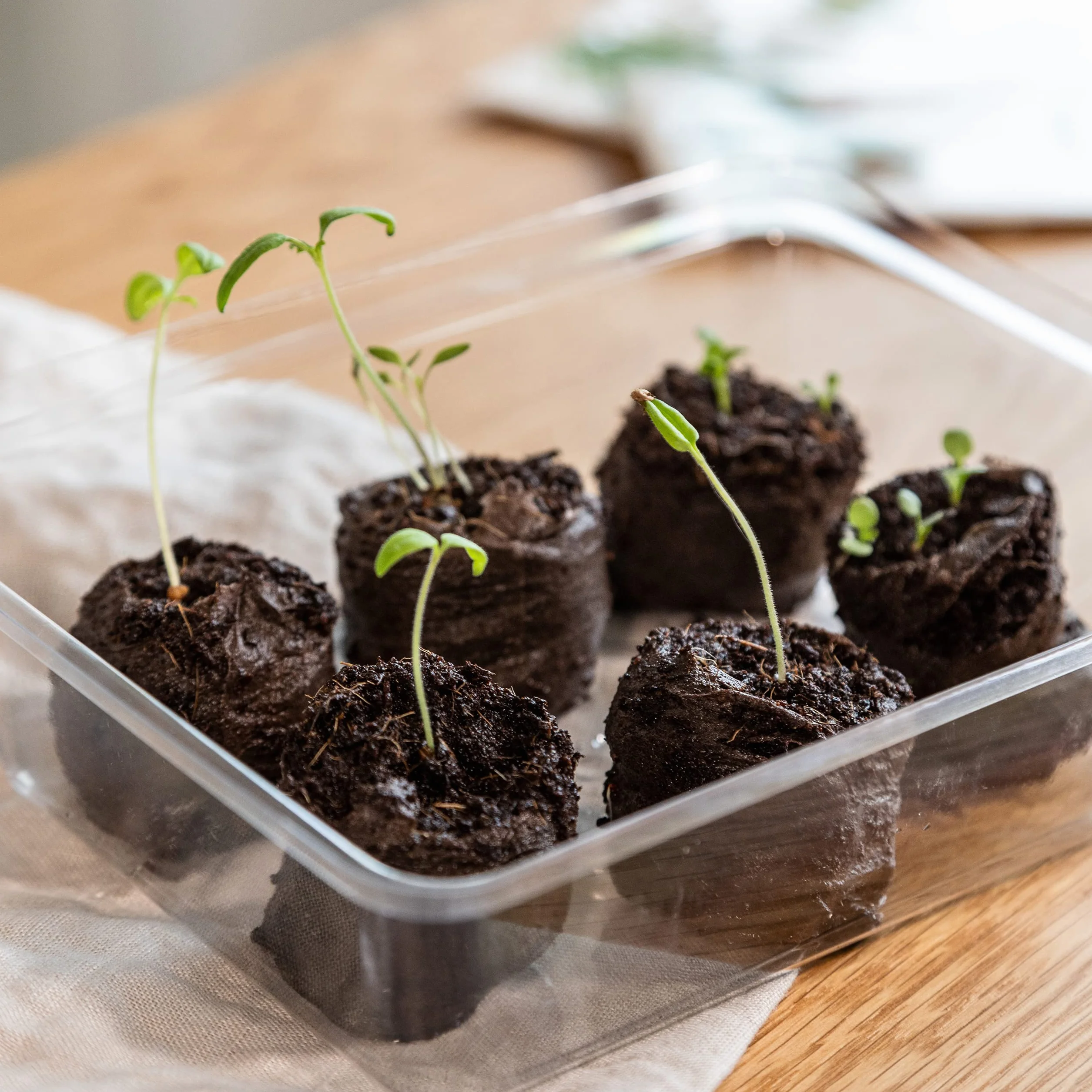 OwnGrown Tabletki kokosowe 40 sztuk ziemia kokosowa prasowana do uprawy roślin bez torfu