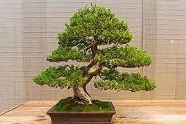 50 sztuk jałowca drzewko bonsai