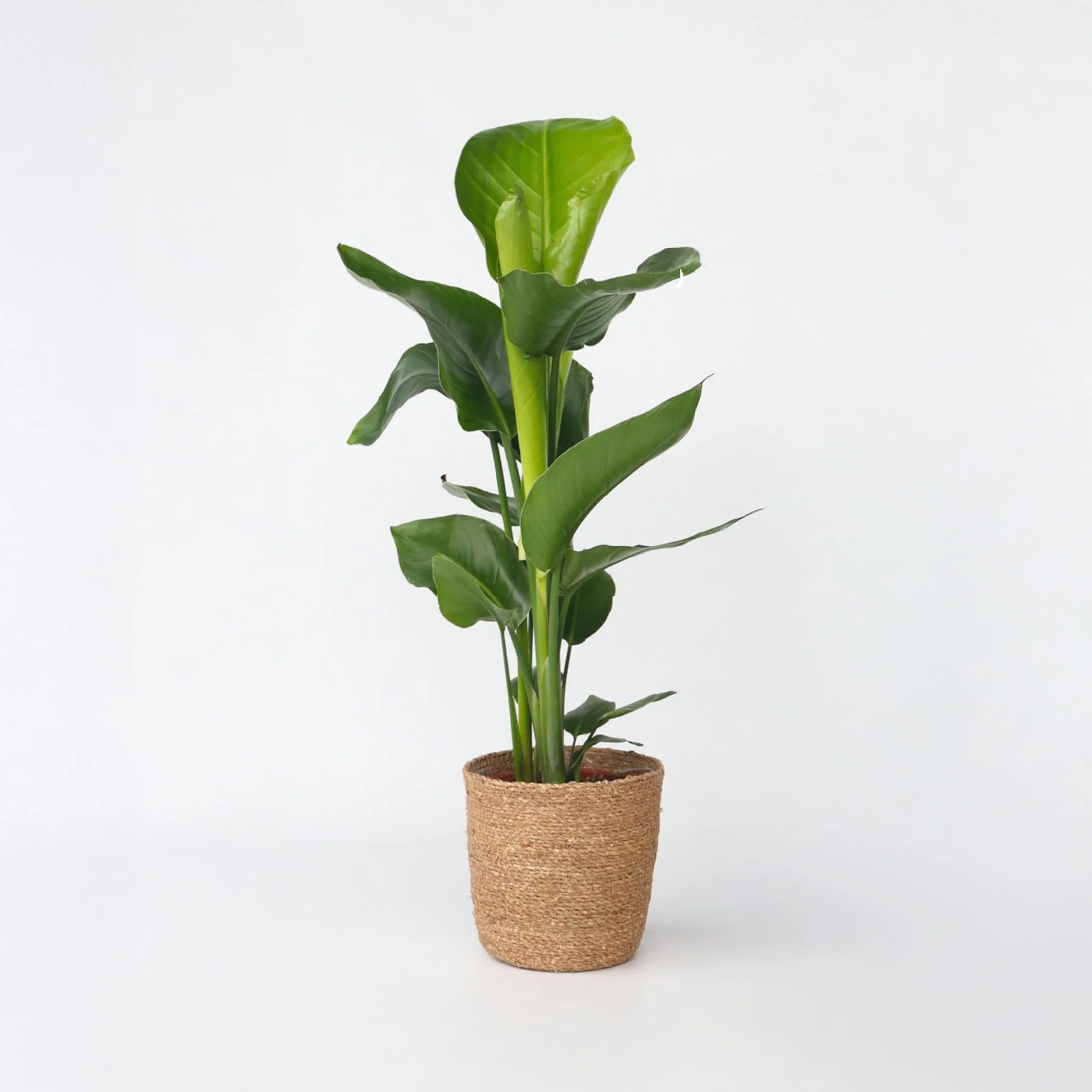 Plant in a Box - Strelitzia Nicolai z Ozdobnym Koszykiem - Rajski Ptak - Doniczka 17cm - Wysokość 55-70cm - Roślina Domowa