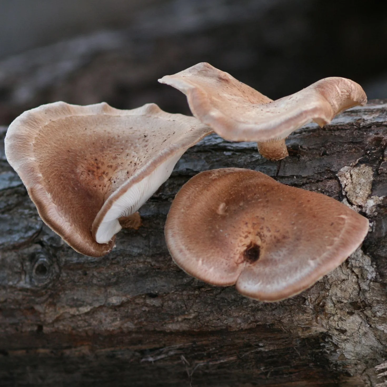 Hawlik Pilzbrut Zaszczepiacz grzybów - uprawiaj grzyby Shiitake na drewnie i pniach drzew - łatwo uprawiaj świeże grzyby - 20 kołków grzybowych z grzybnią do uprawy na brązowym drewnie