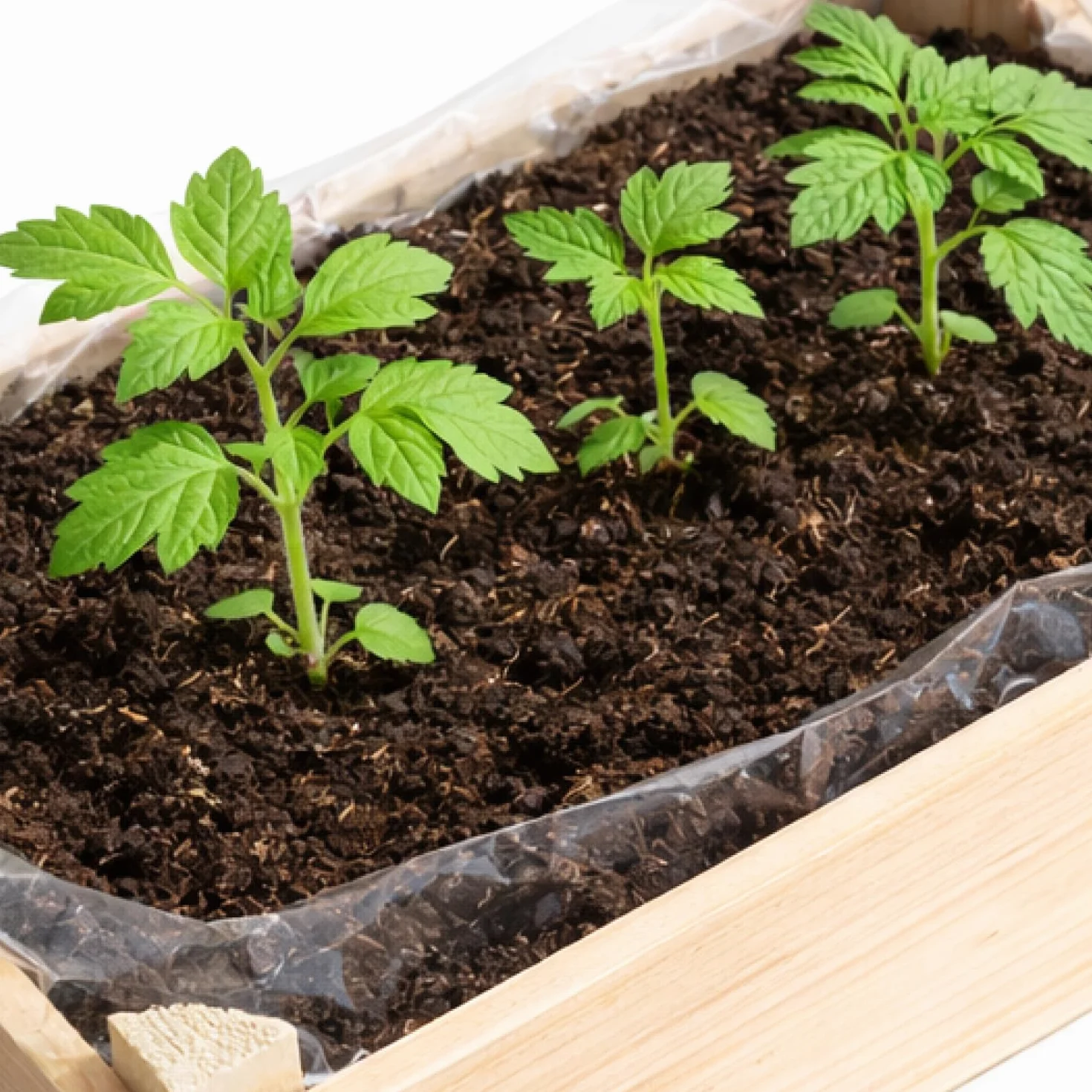 Zestaw do uprawy pomidorów ze skrzynką drewnianą – mini ogród na balkon (Pomidor 1 szt)
