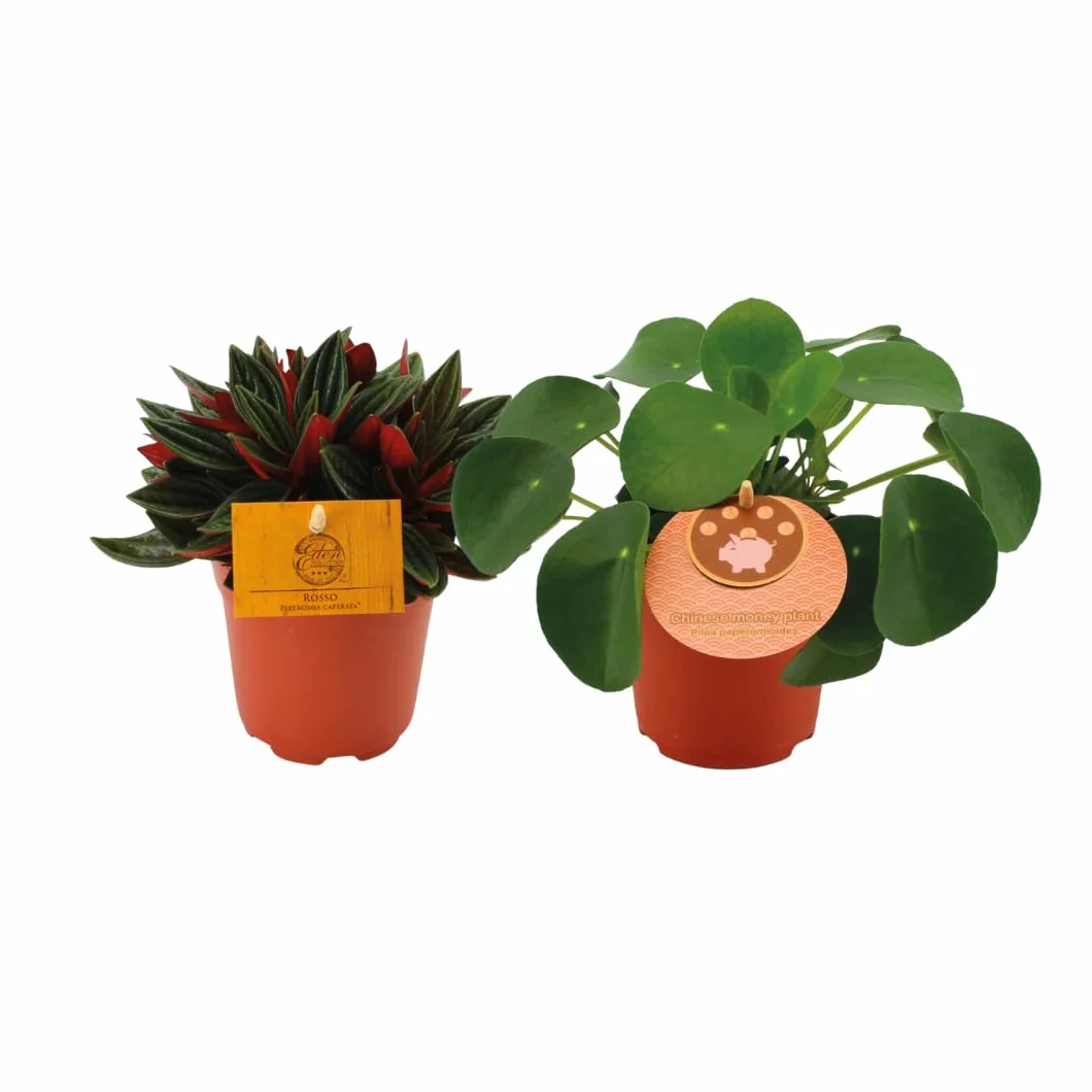 Peperomia Rosso & Pilea Peperomioides | 2 szt. - 15cm - Ø10.5cm - Roślina doniczkowa - Zimozielony - Wielozadaniowość - Kaktusy i sukulenty